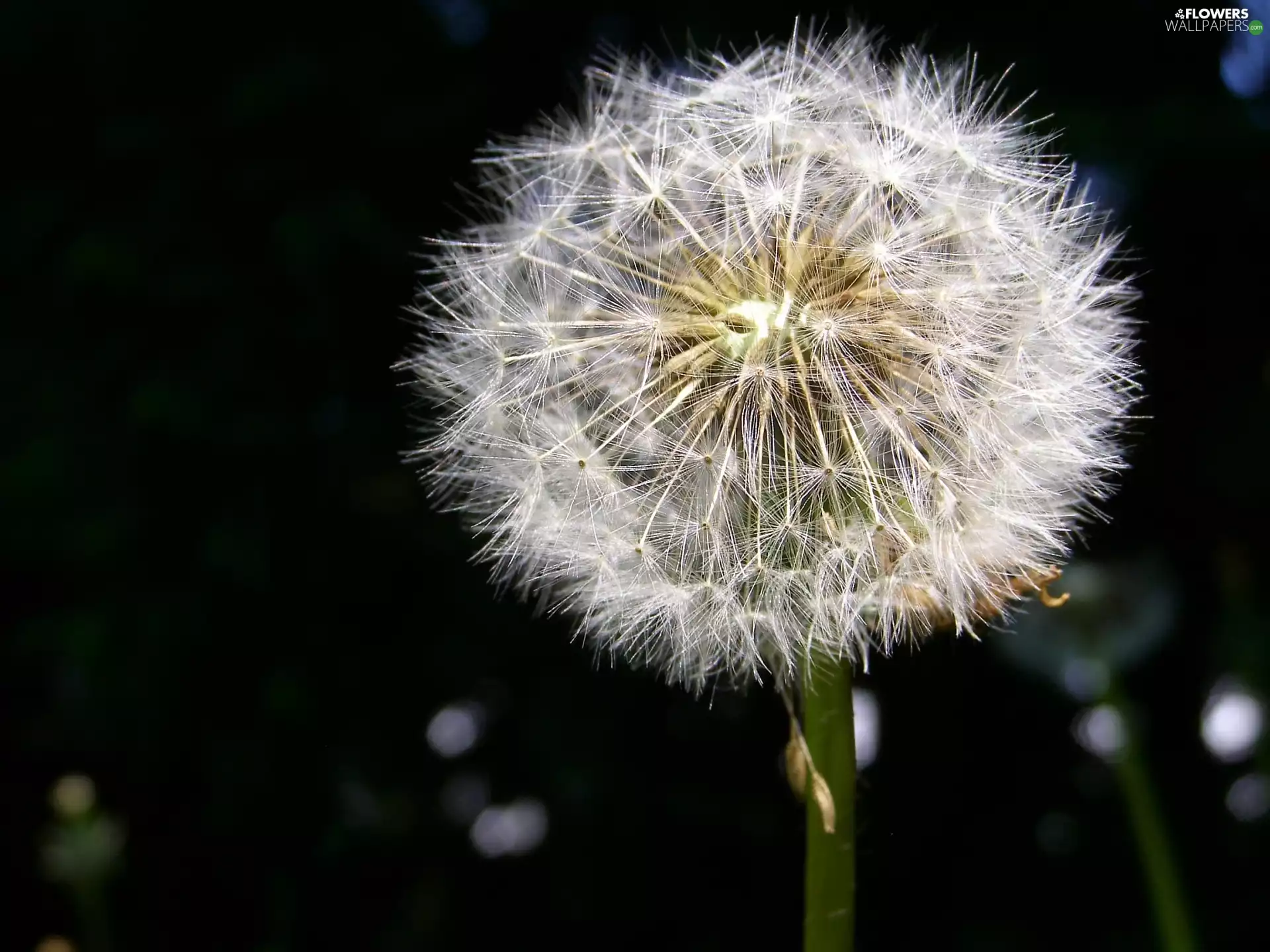 Seeds, puffball, common