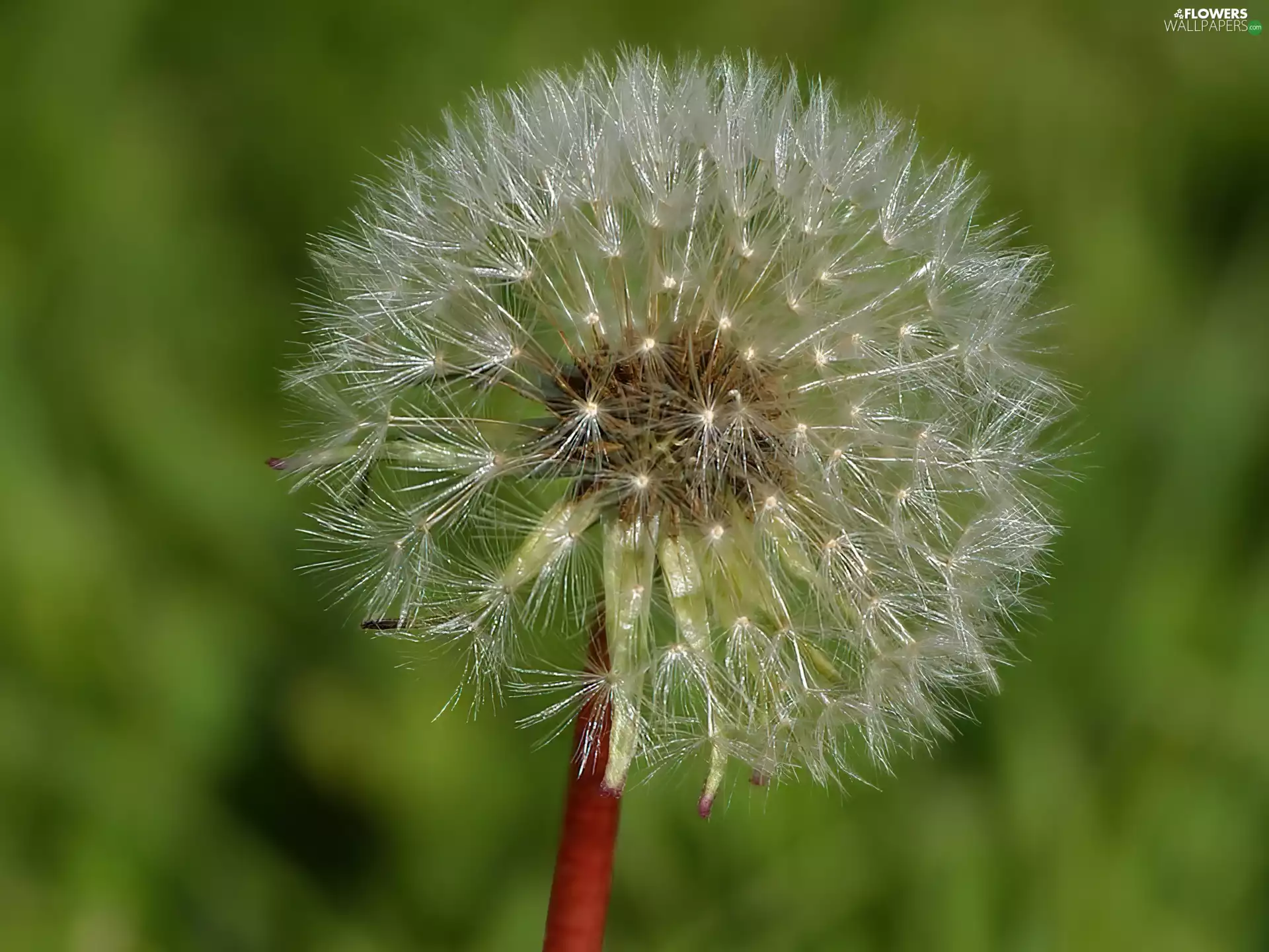 seeds, puffball, common