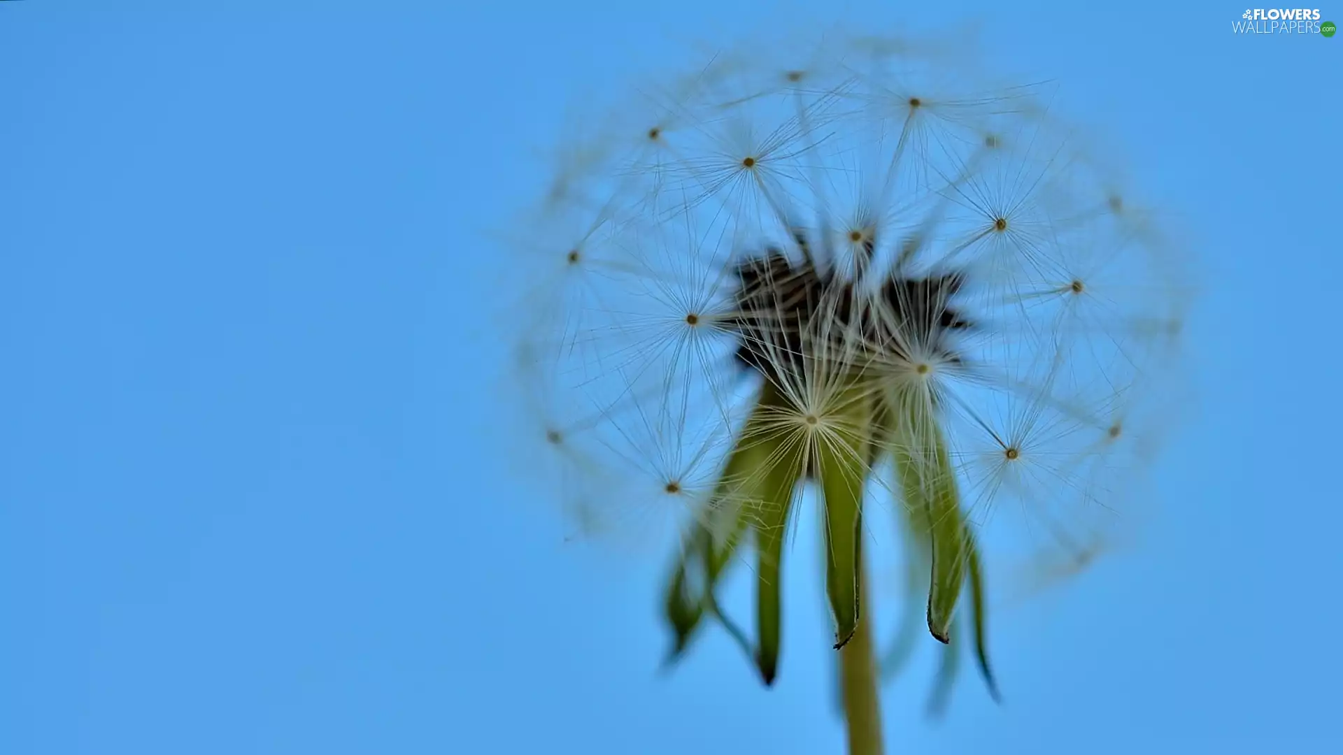 dandelion, seeds