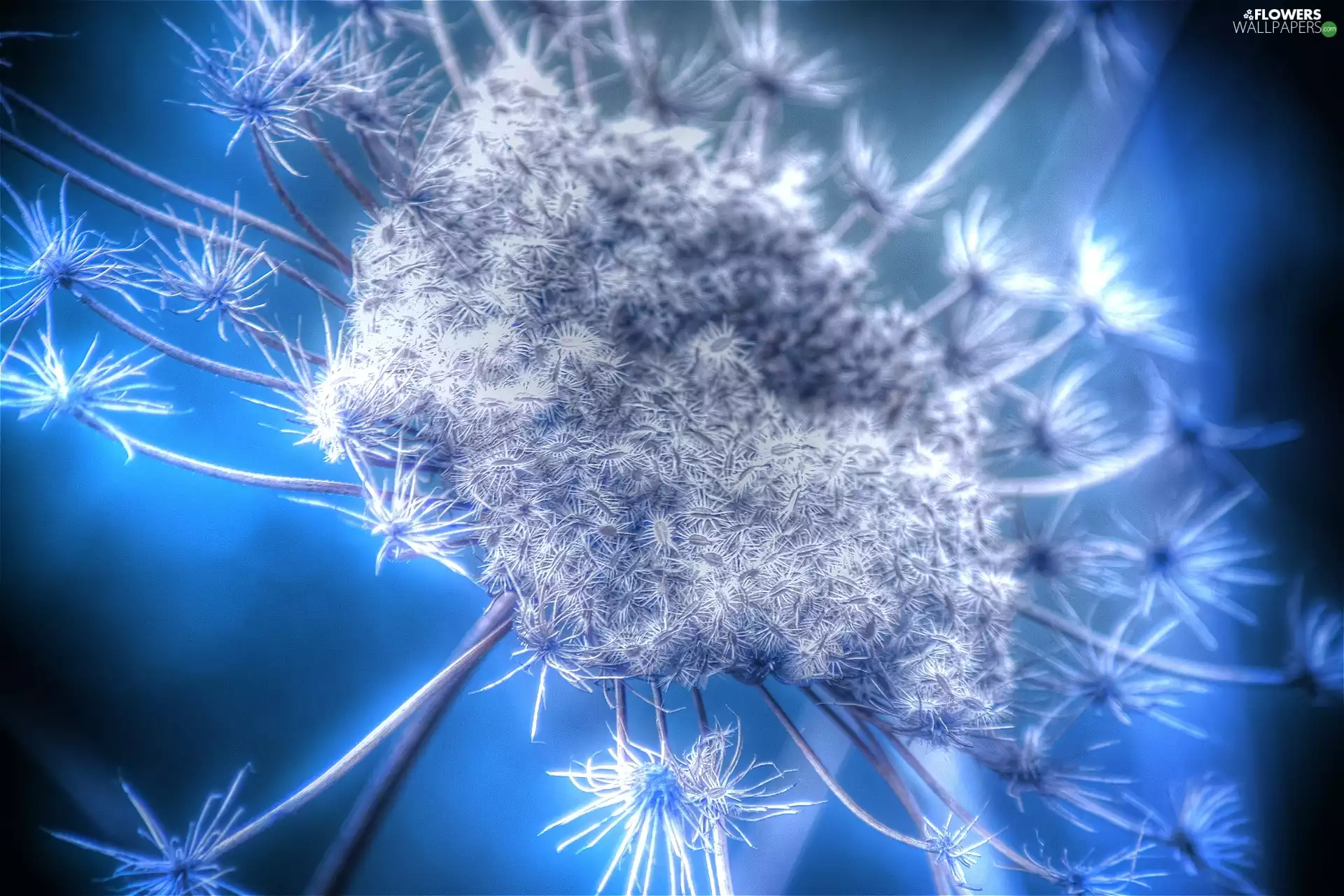 dandelion, seeds