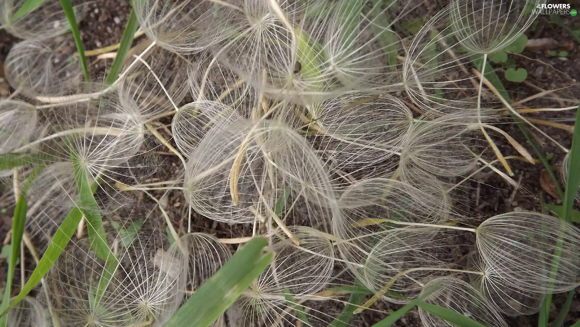 dandelion, Seeds