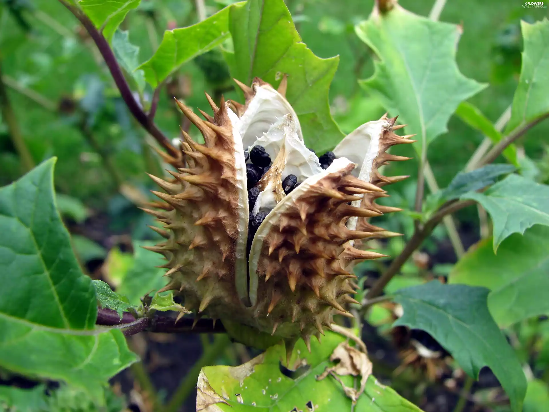 Seeds, Datura