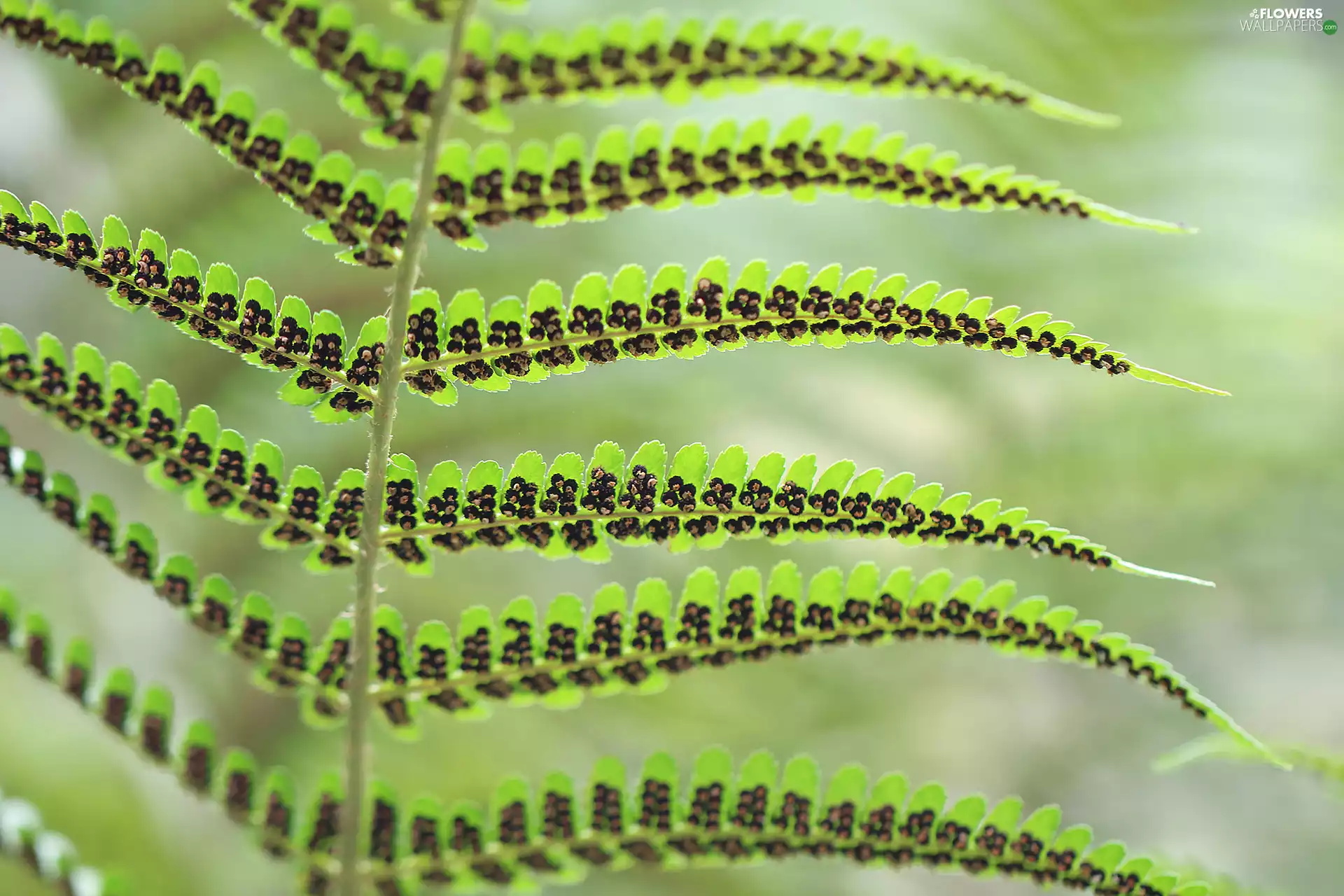 Seeds, leaf, Fern