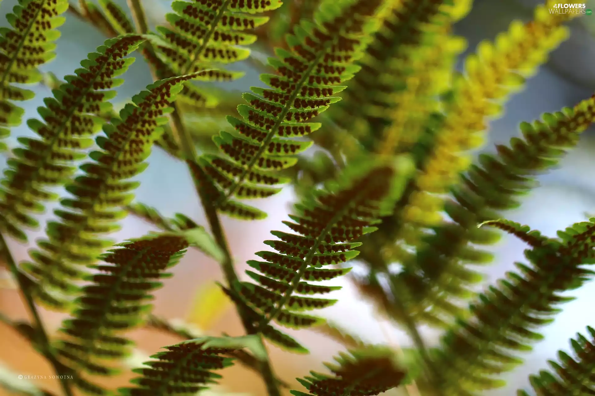 Seeds, Fern, plant