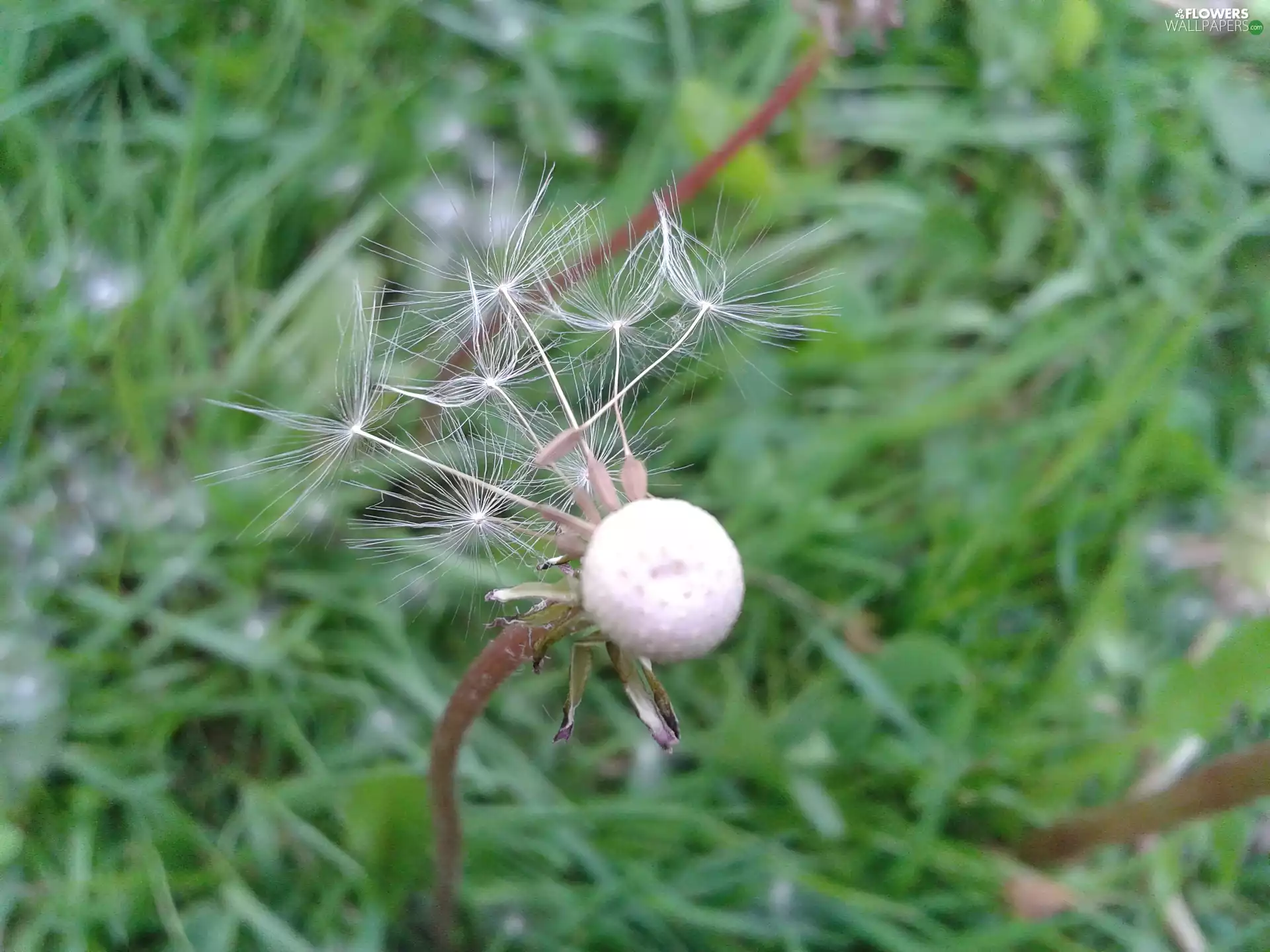 seeds, fading, puffball