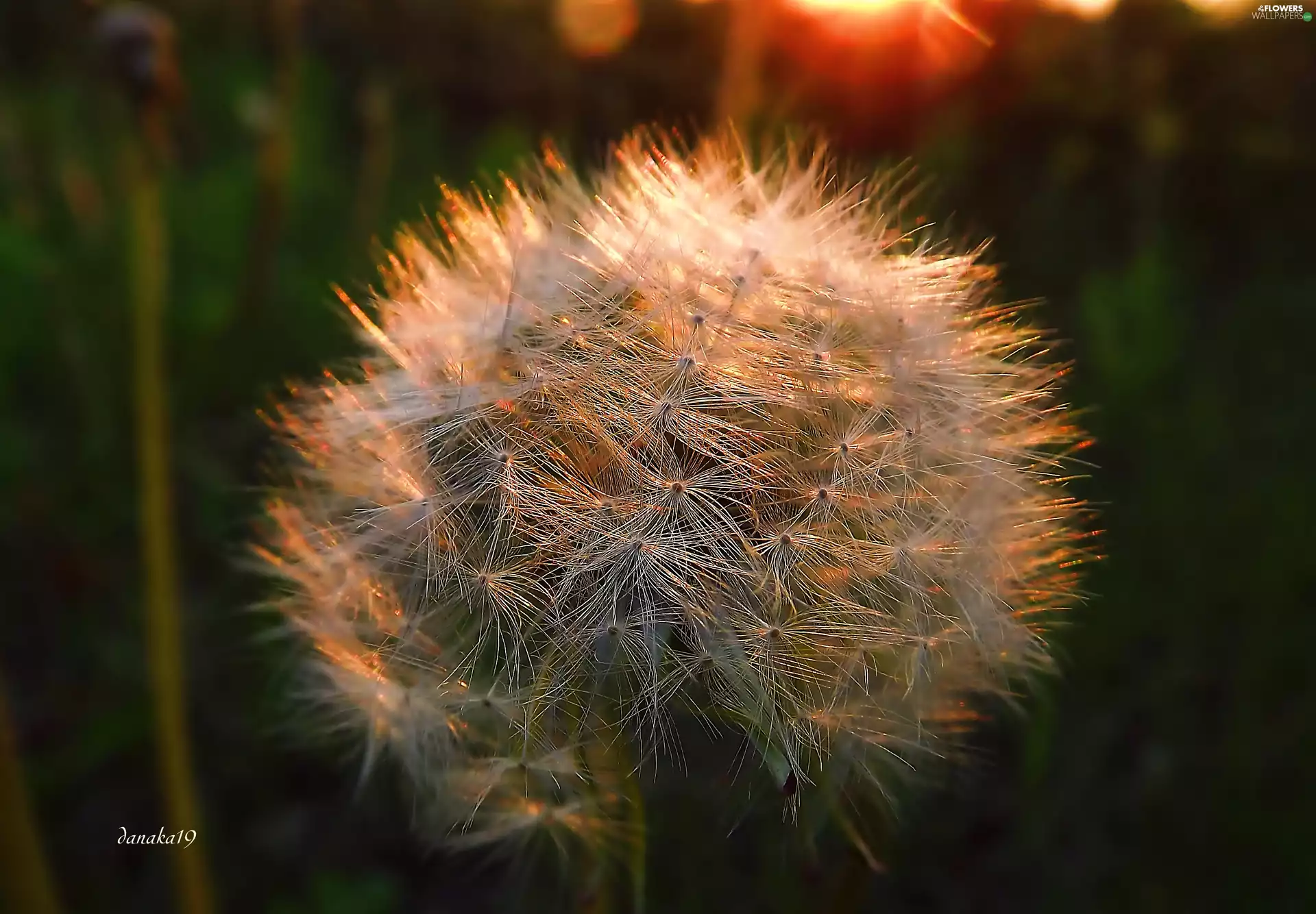 puffball, west, sun, Seeds