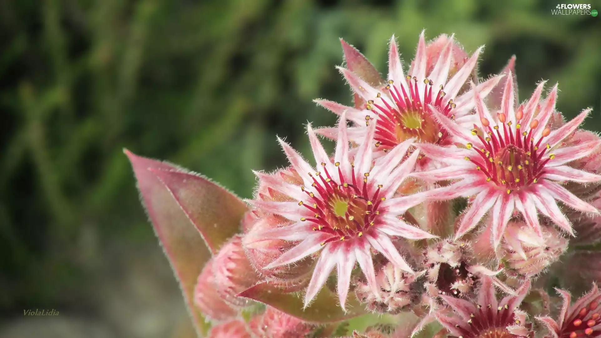 Ciliate, Colourfull Flowers, Sempervivum