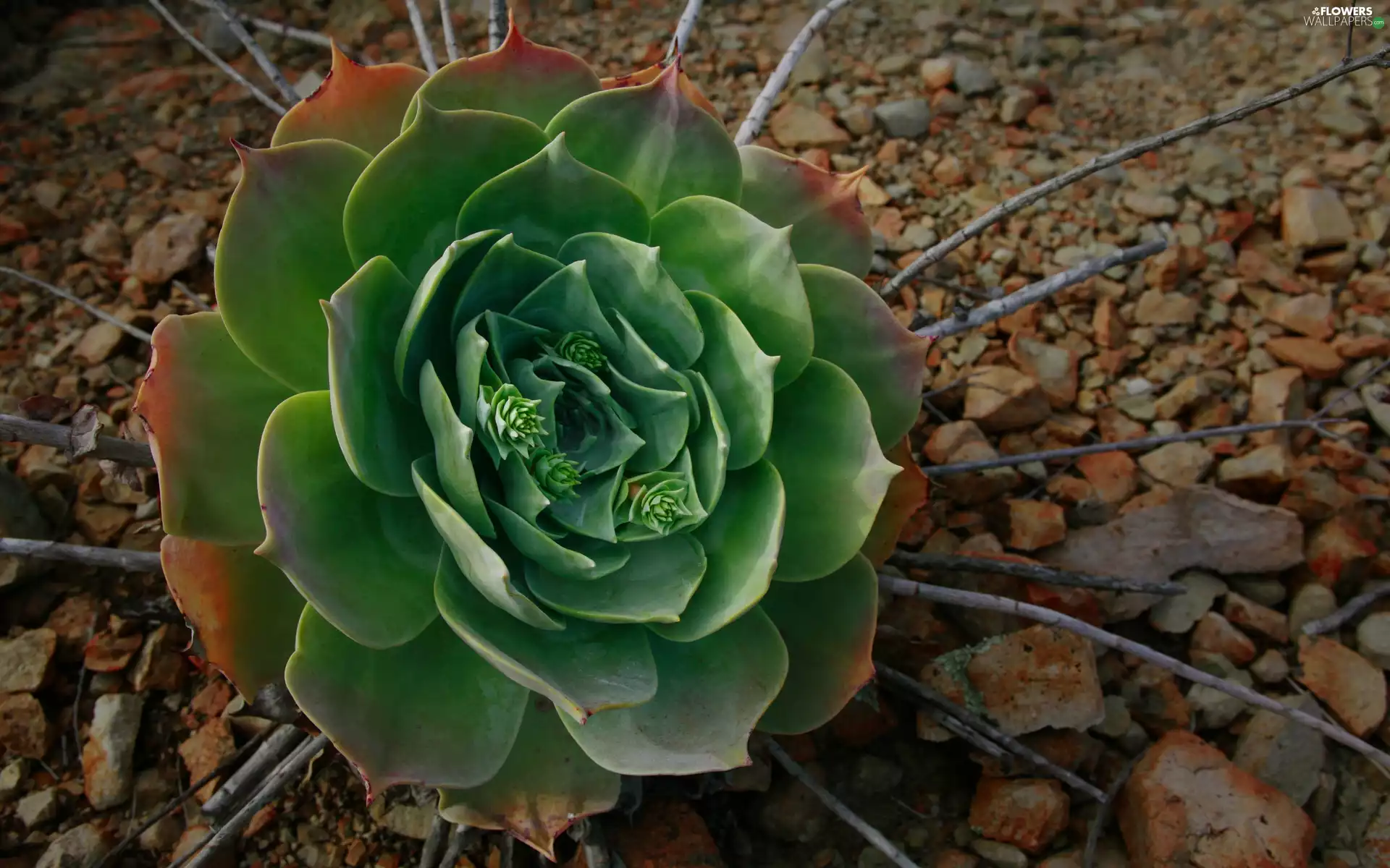 Sempervivum