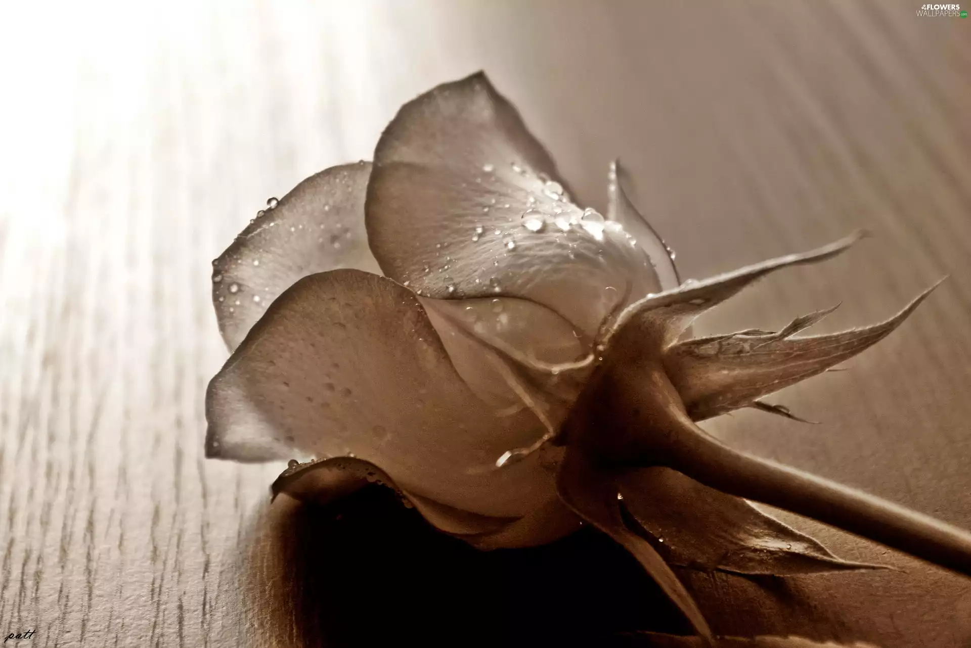 sepia, rose, drops