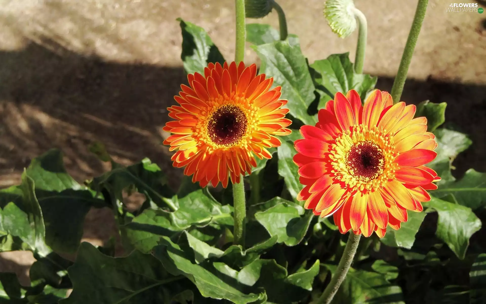 shadow, gerberas, flowerbed