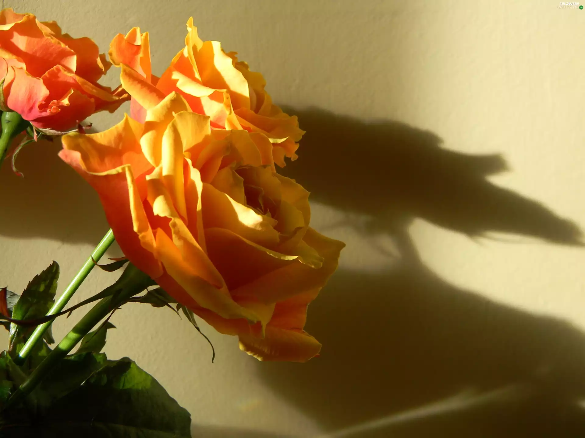 rose, wall, shadow, tea