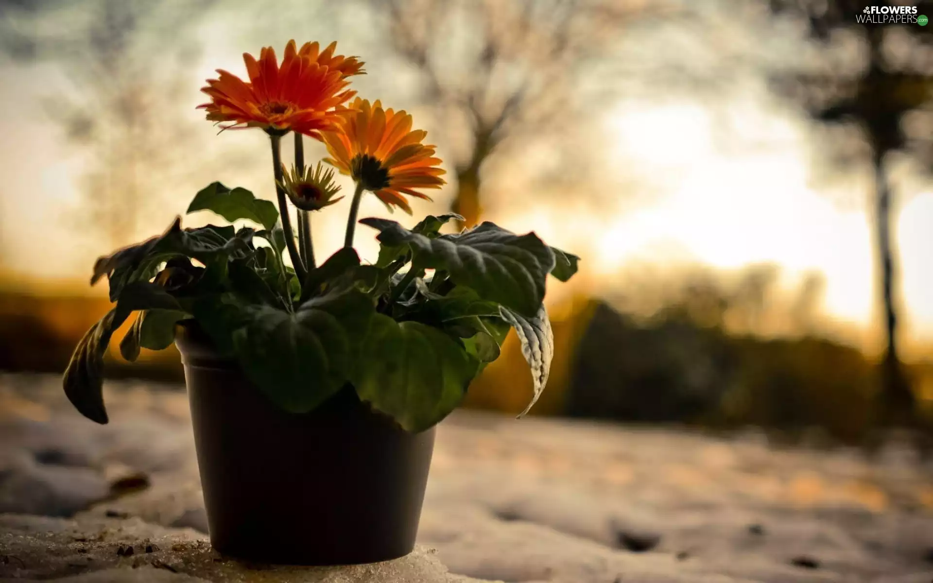 snow, gerberas, shadow, pot