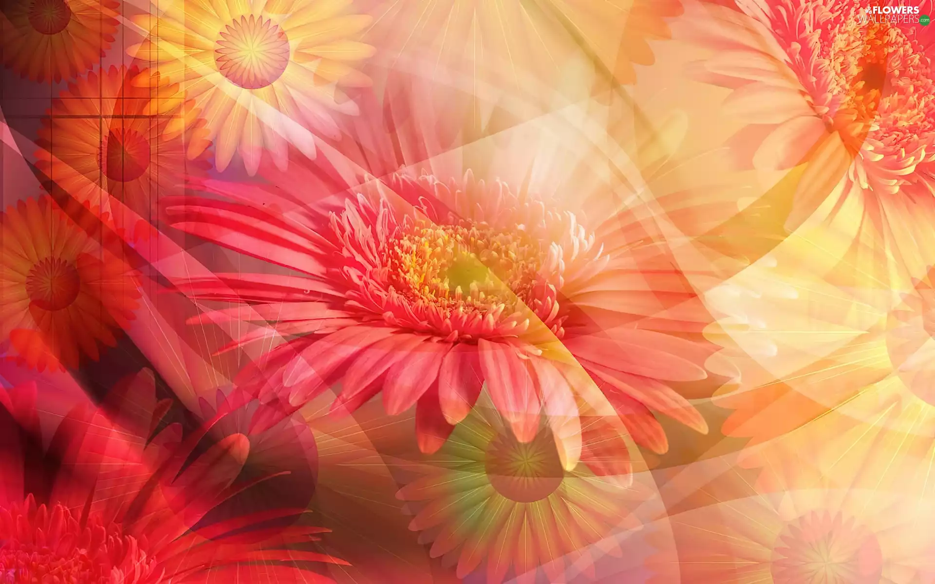 shadows, gerberas, background