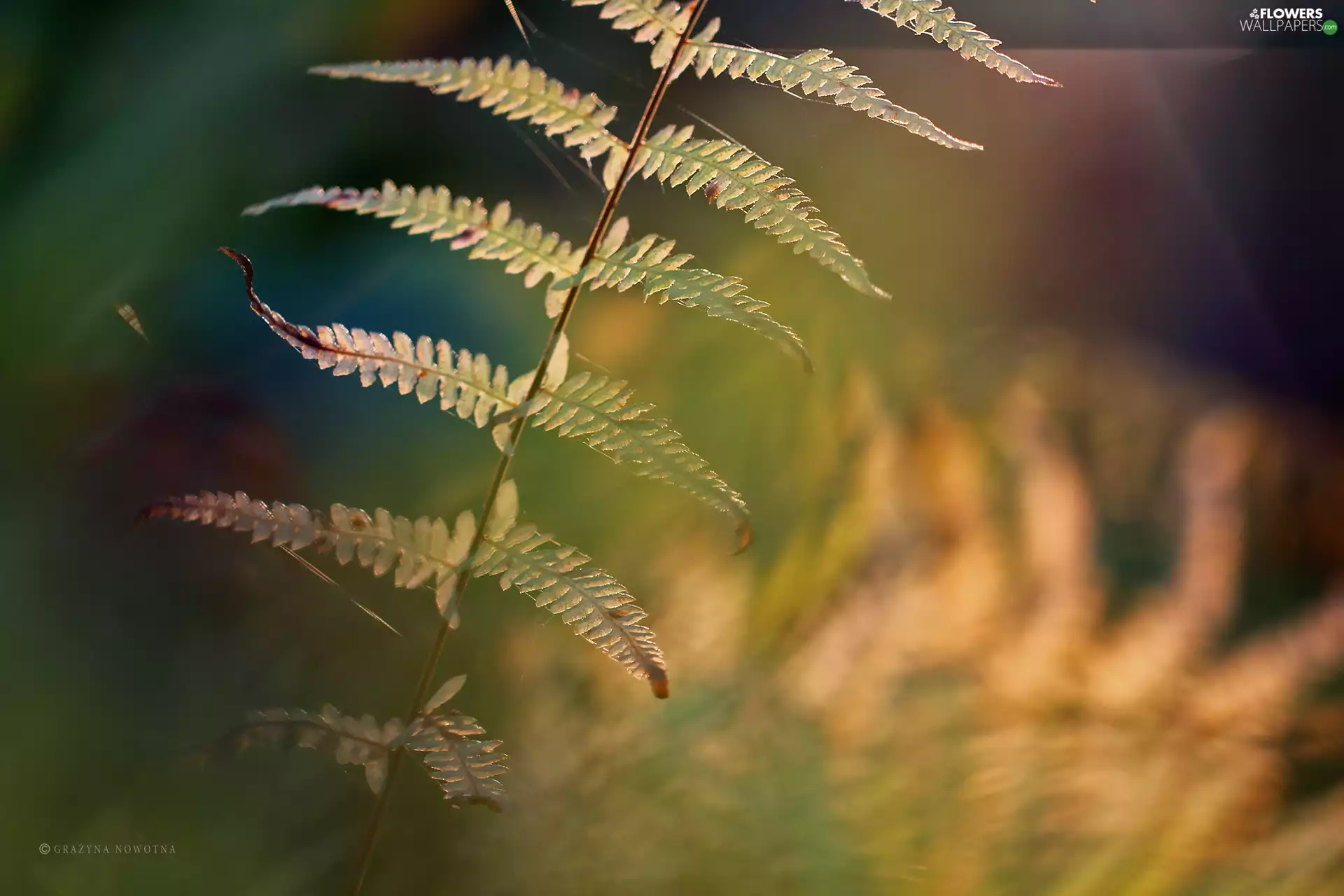 shadows, Fern, leaf