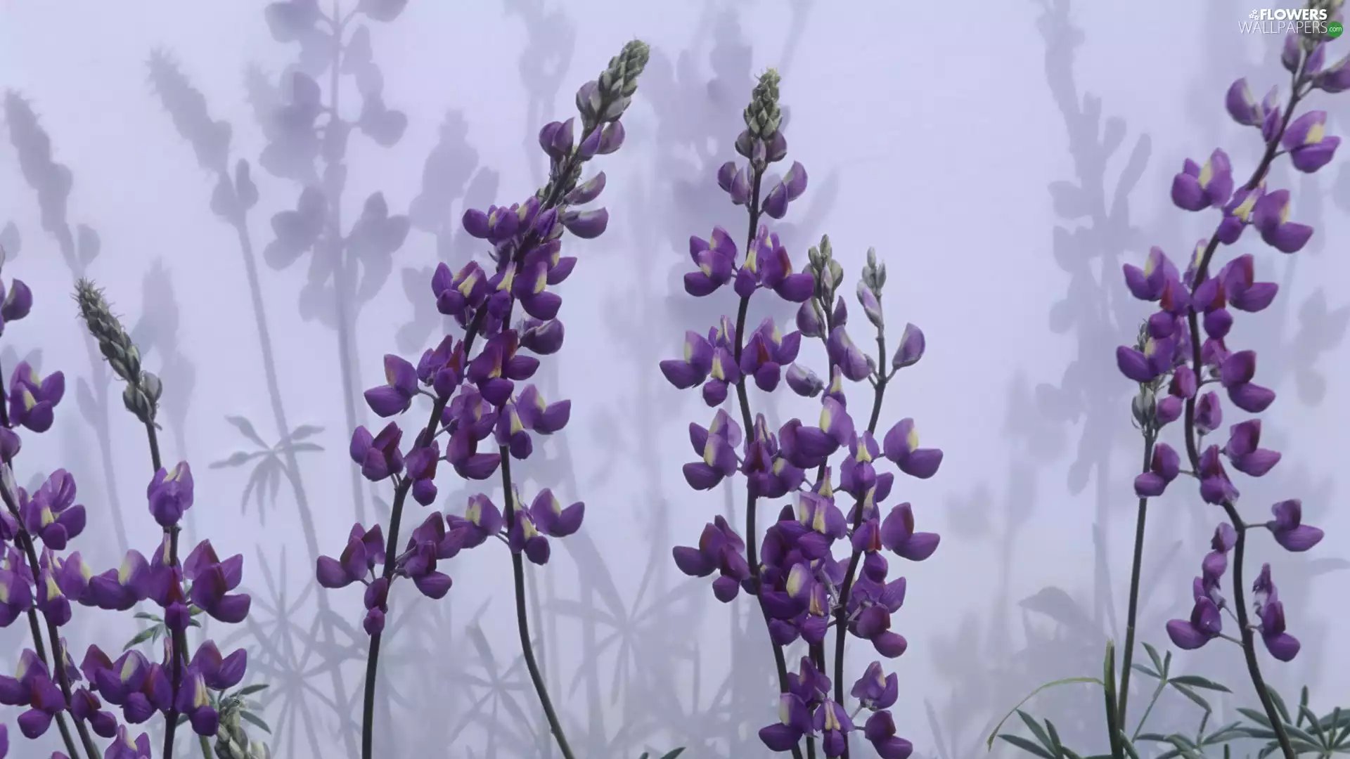 shadows, Violet, lupine