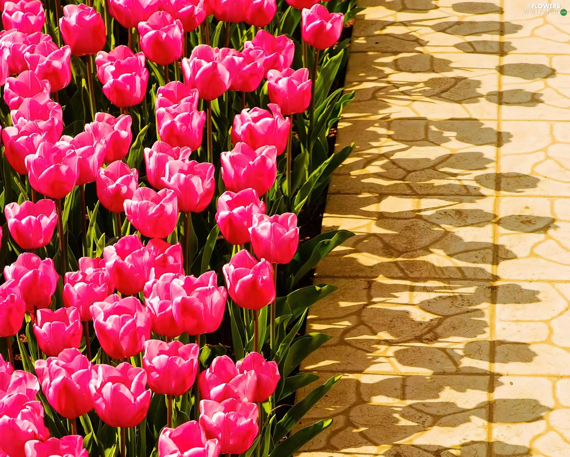 shadows, Pink, Tulips