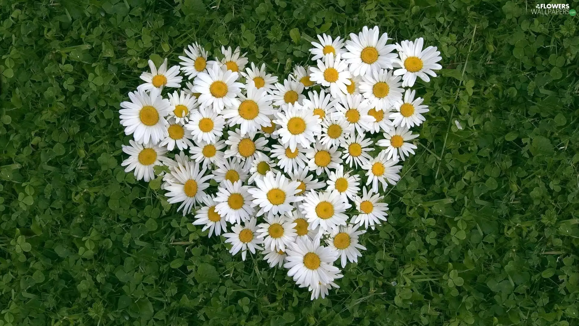 daisies, heart, love, shape