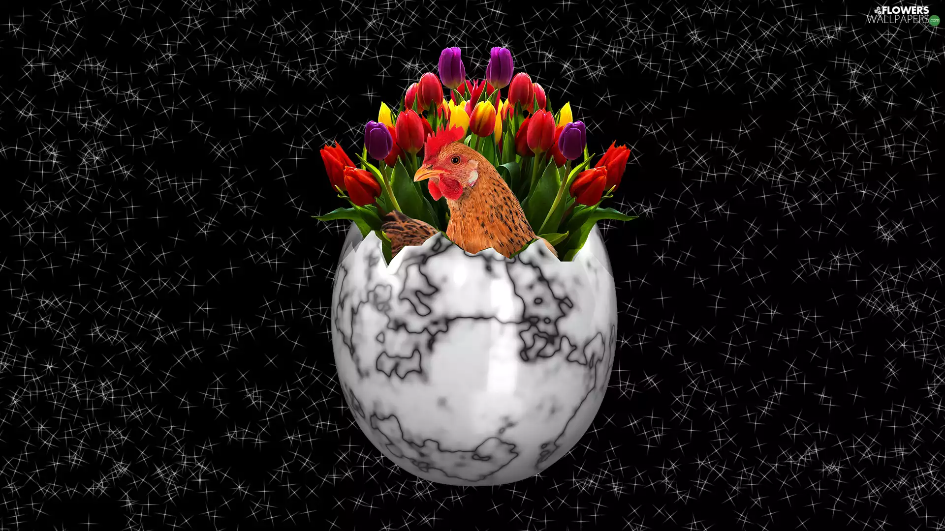 shell, Tulips, chicken