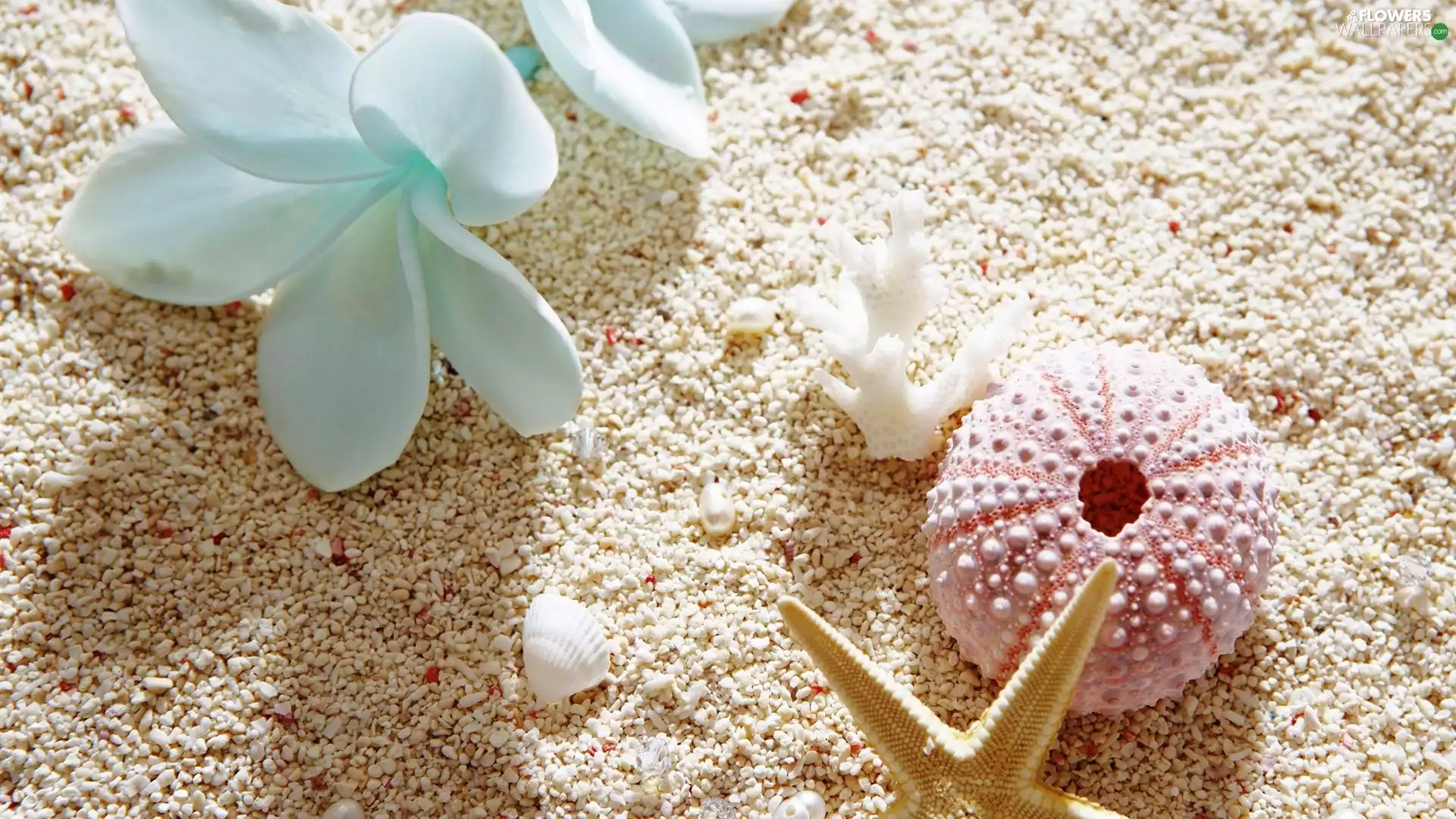 Plumeria, Shells