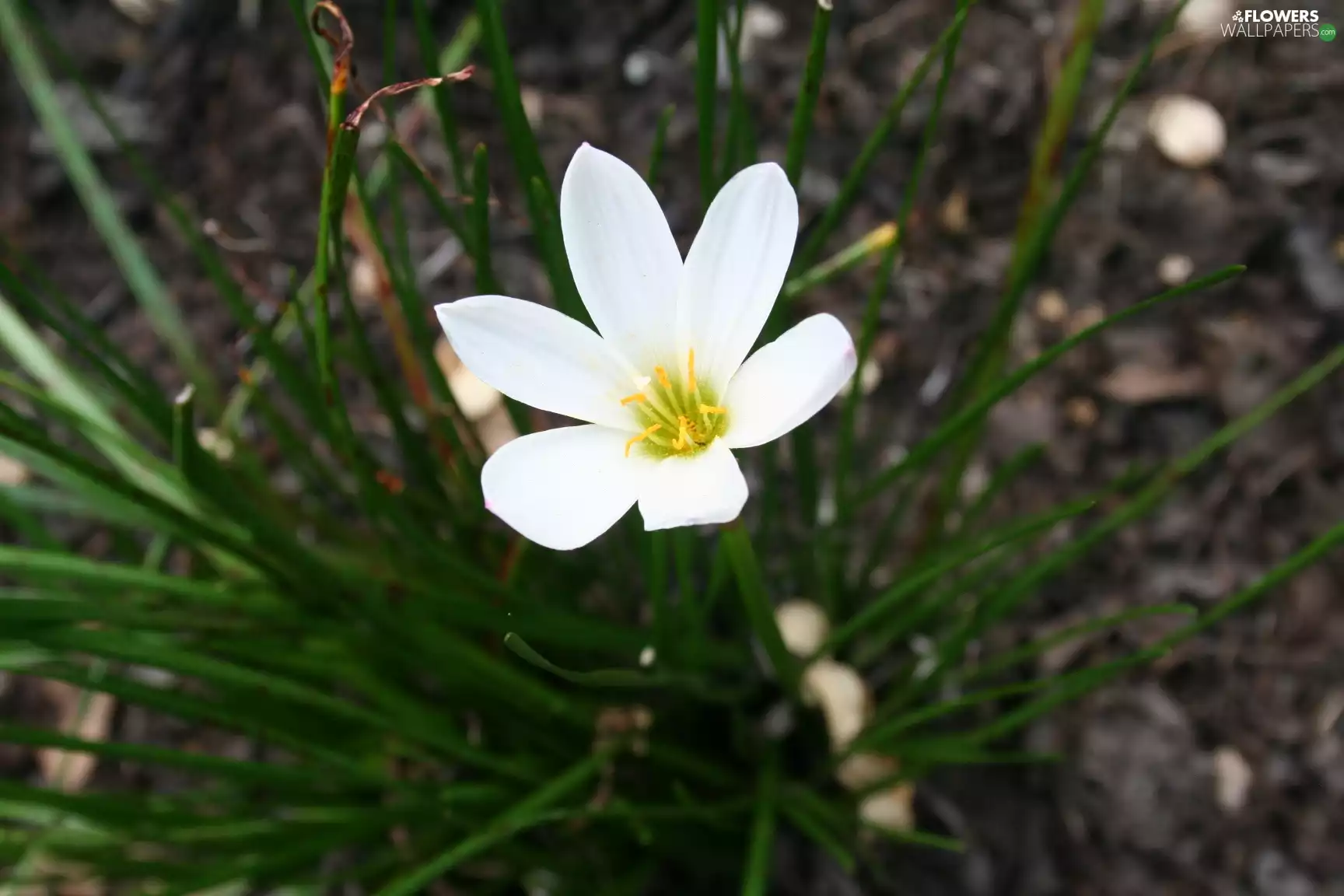 White, green ones, shoots, Zefirant