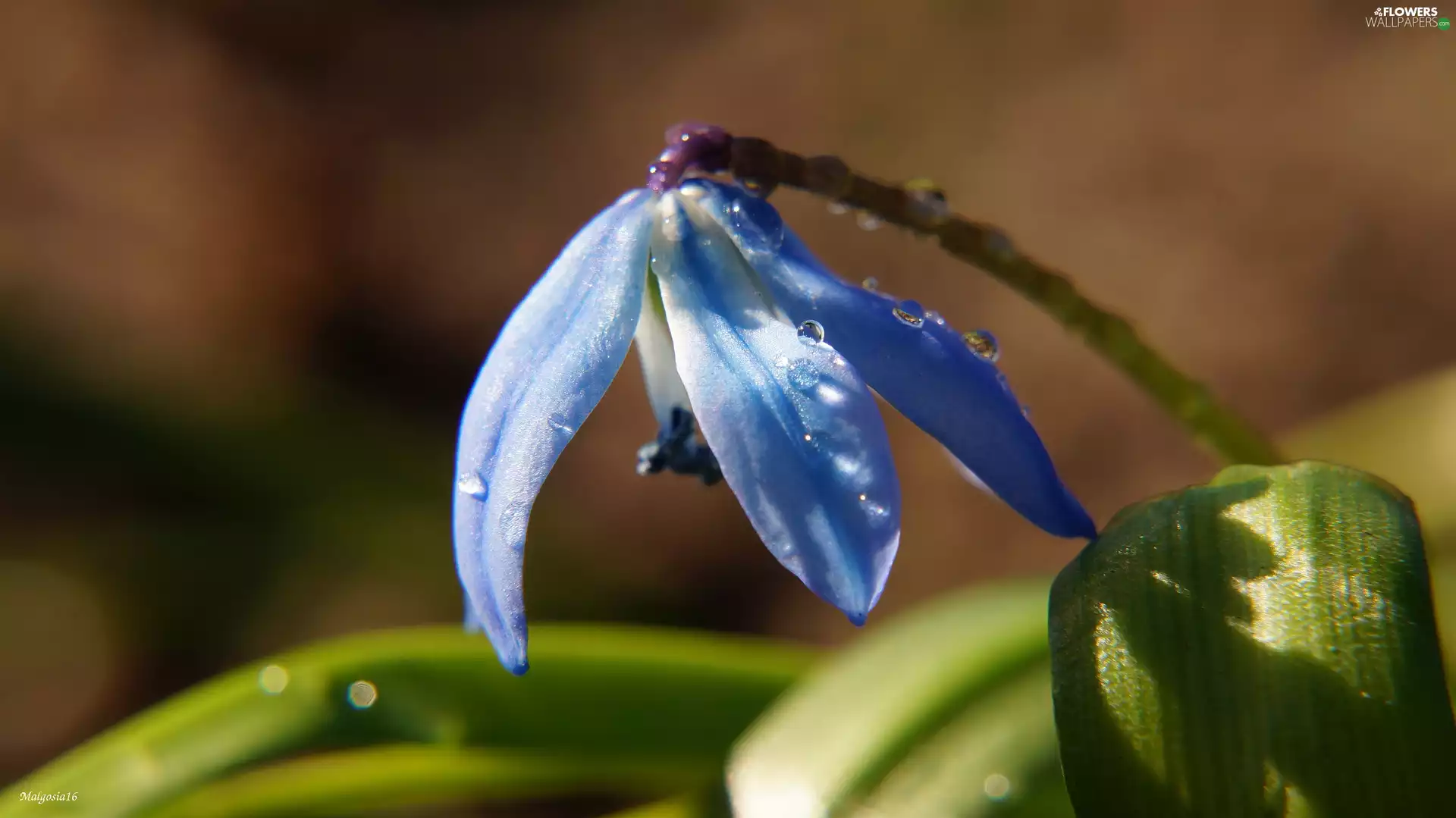 droplets, water, blue, Siberian squill, Colourfull Flowers