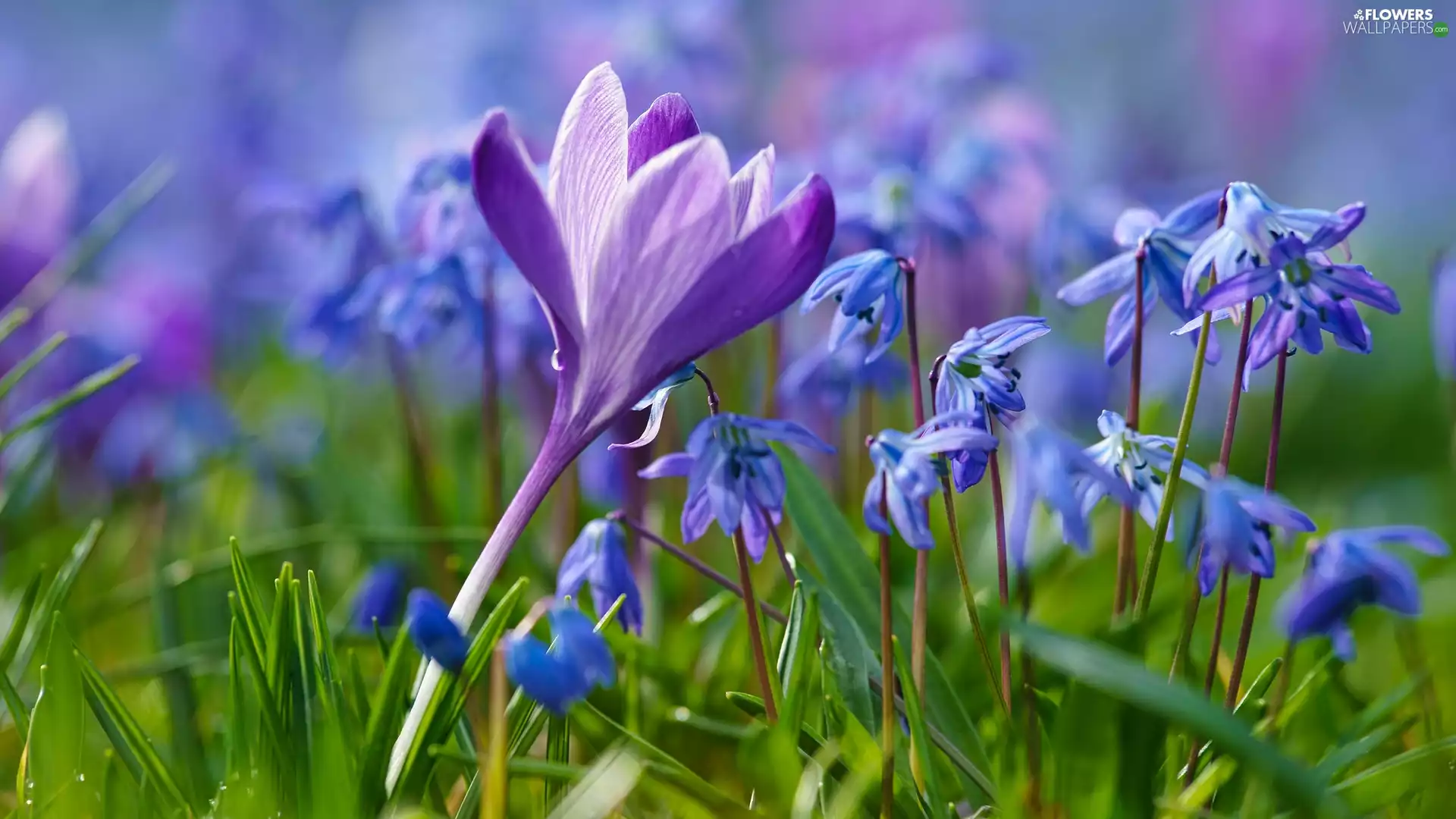 grass, blur, crocus, Siberian squill, Flowers