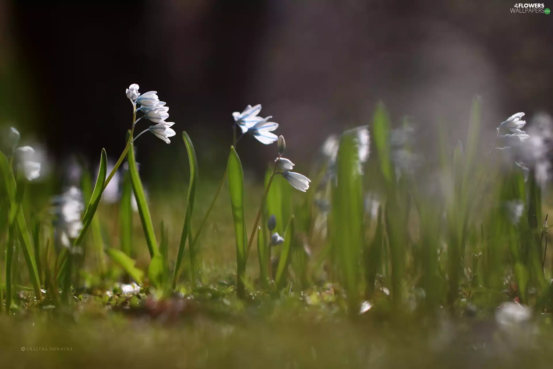 Siberian squill, Flowers