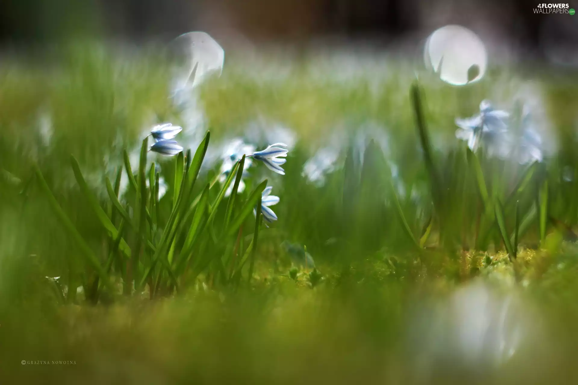 Siberian squill, Flowers