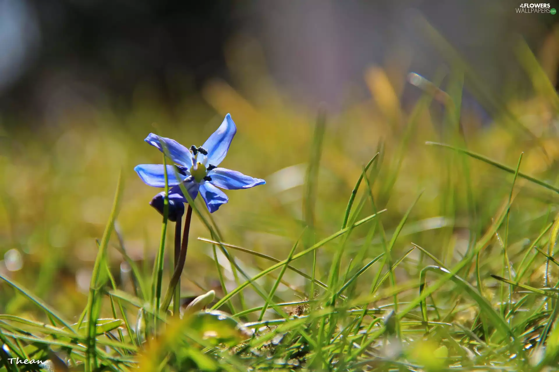 Siberian squill, grass