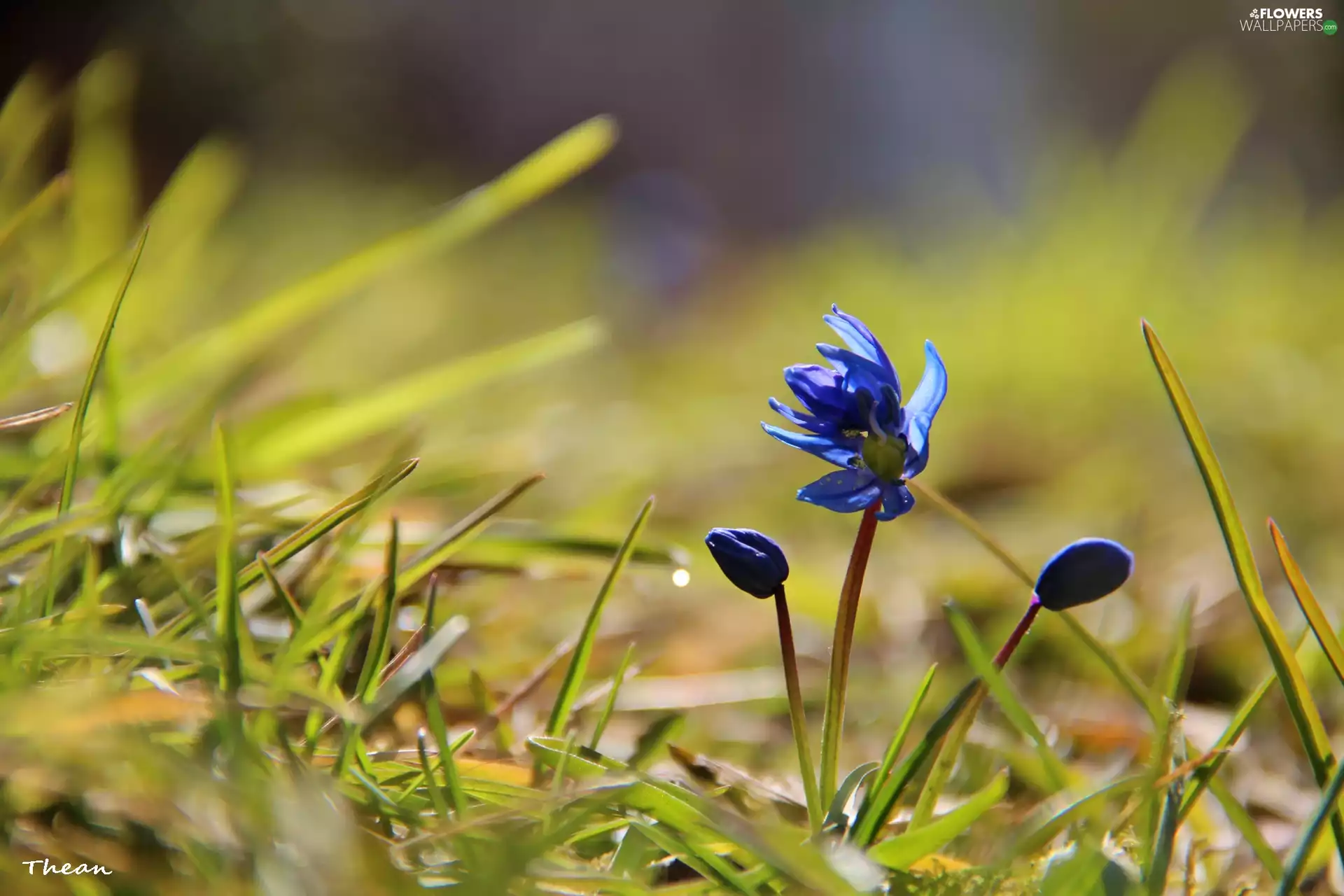 Siberian squill, grass