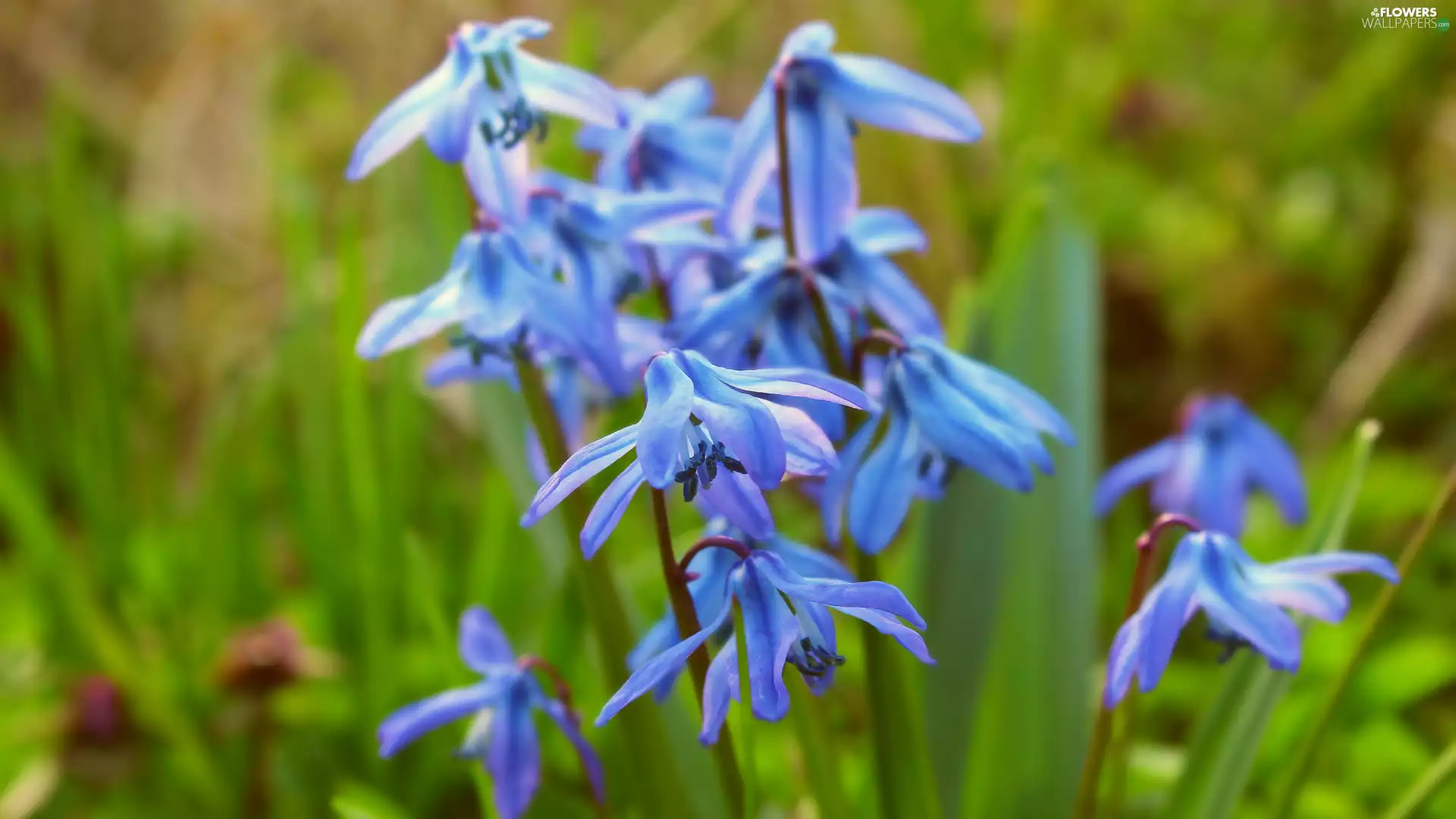 Siberian squill, rapprochement