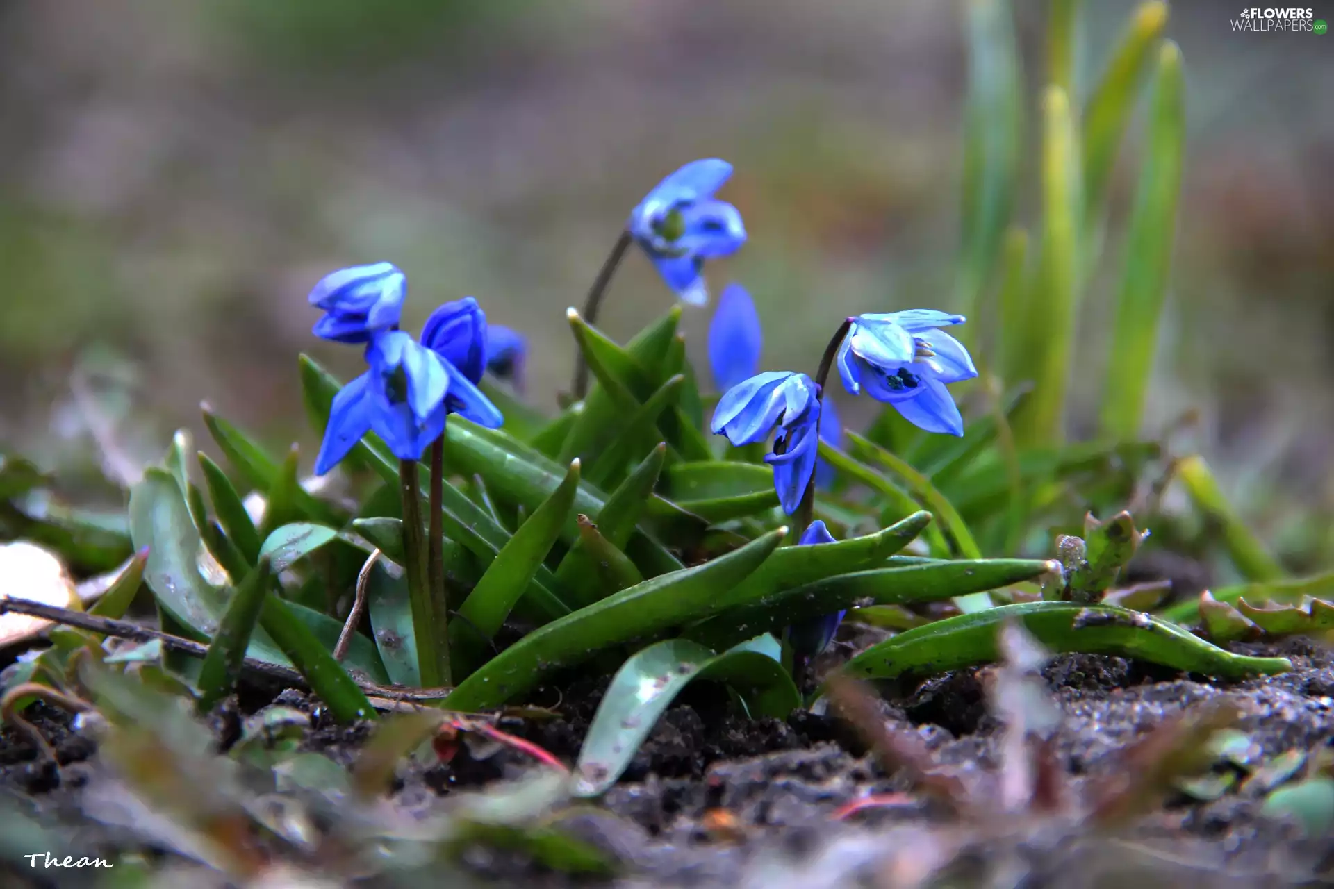 Siberian squill