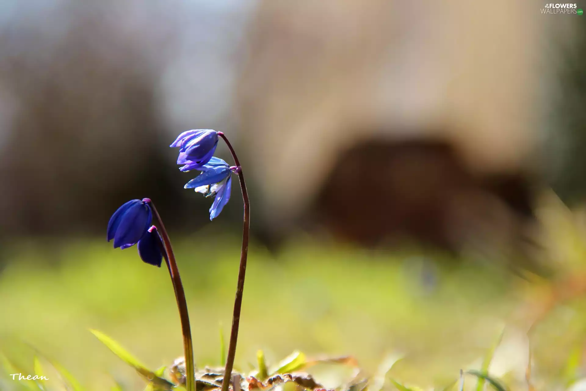 Siberian squill