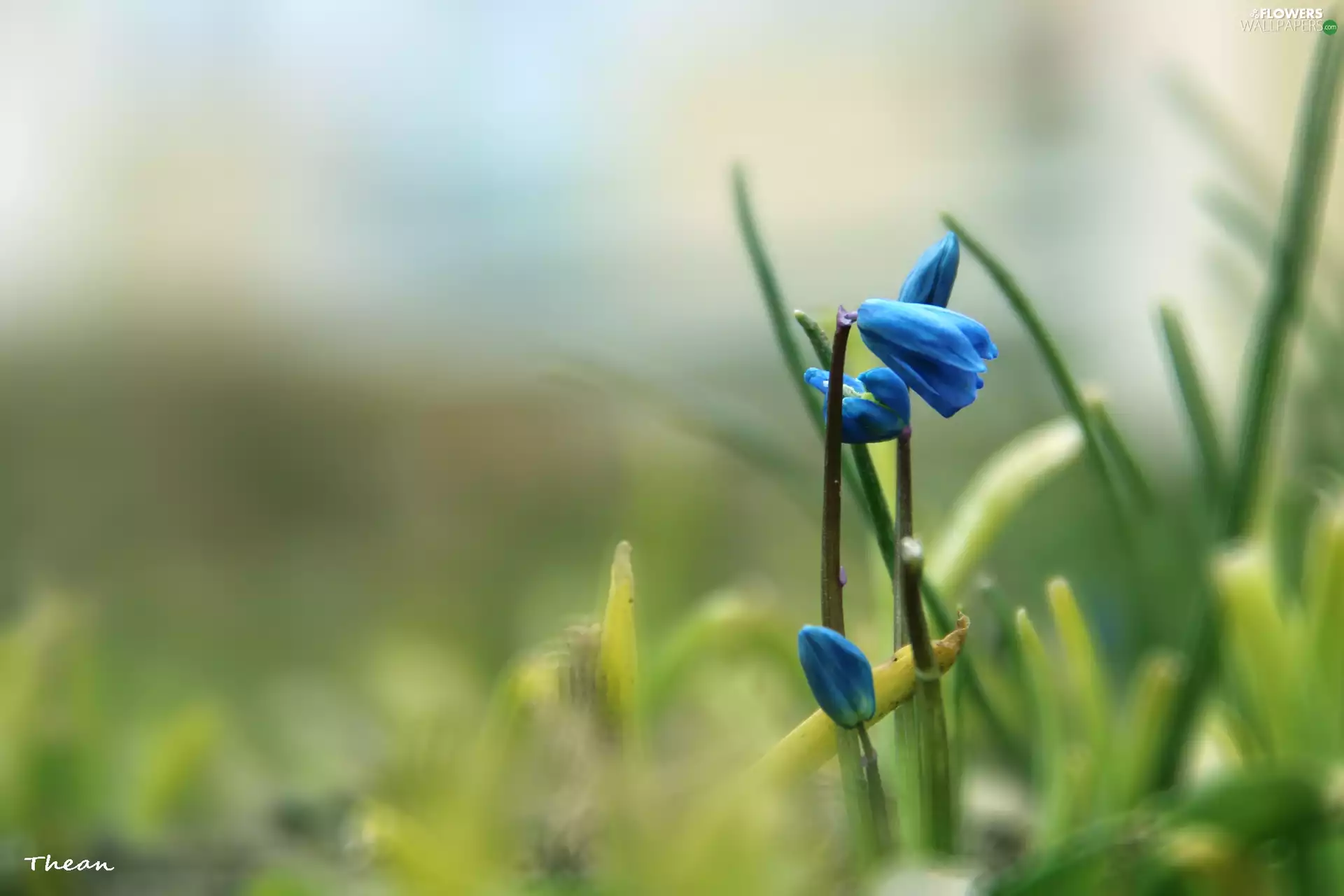 Siberian squill