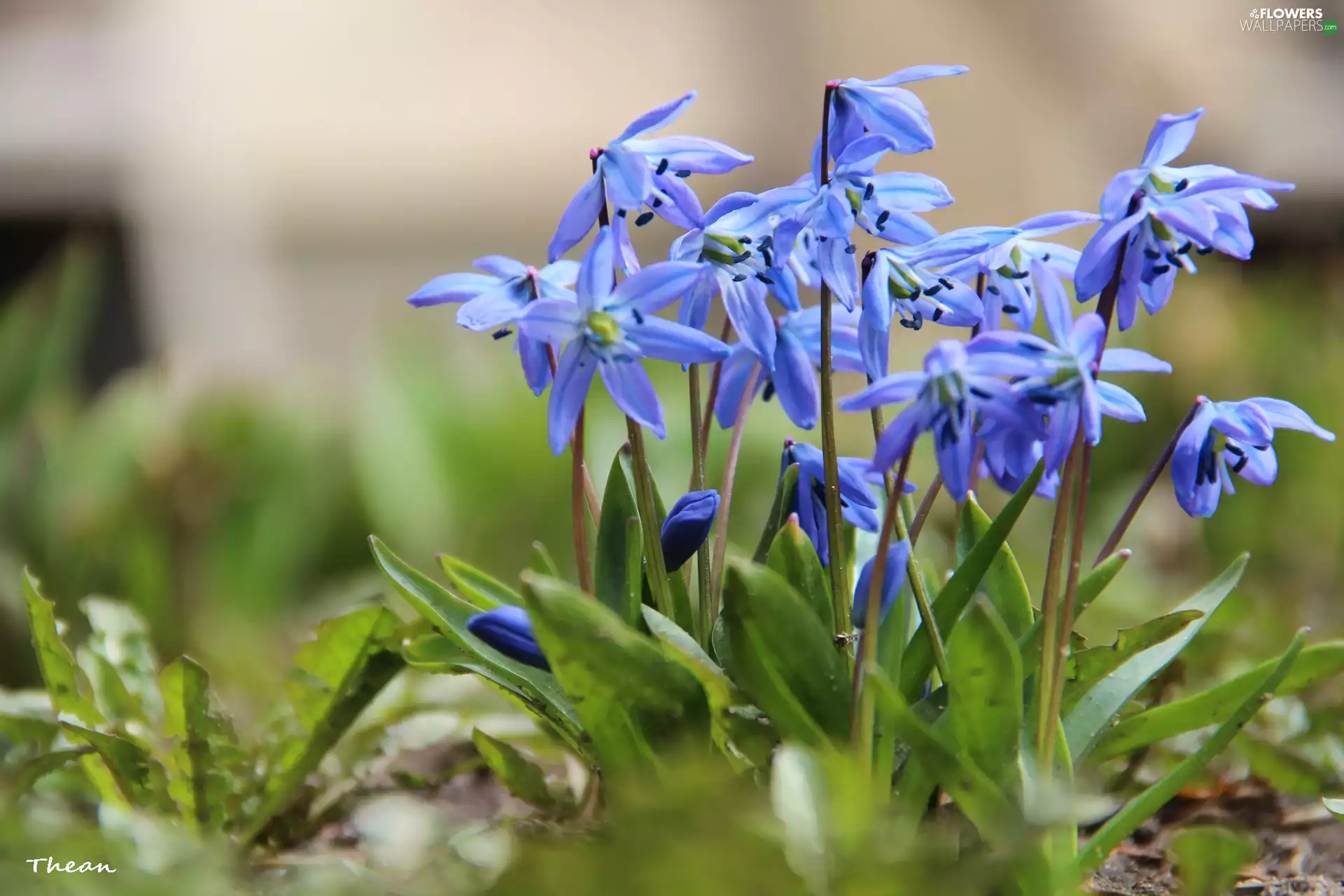 Siberian squill