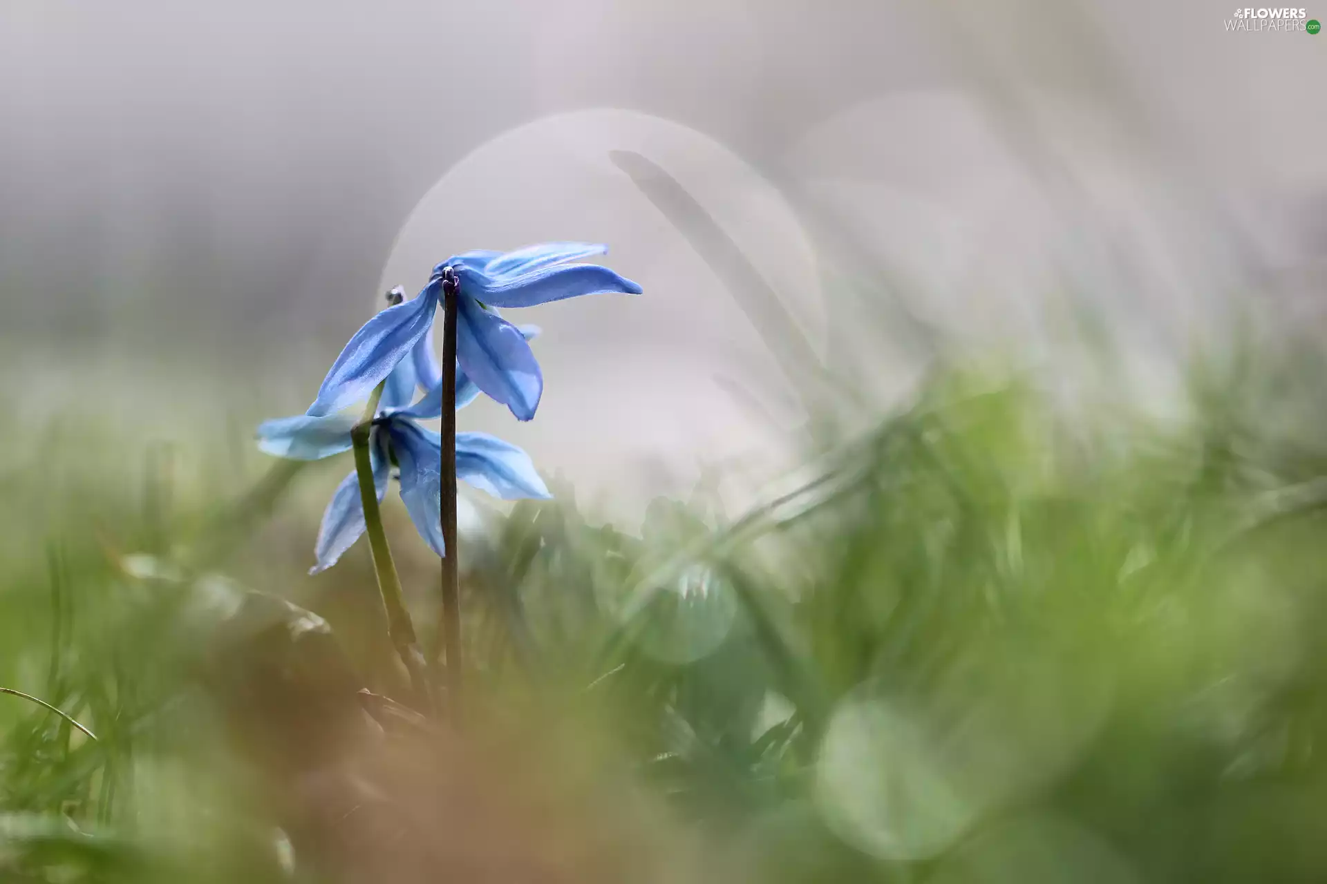 Blue, Siberian squill, rapprochement, Flowers