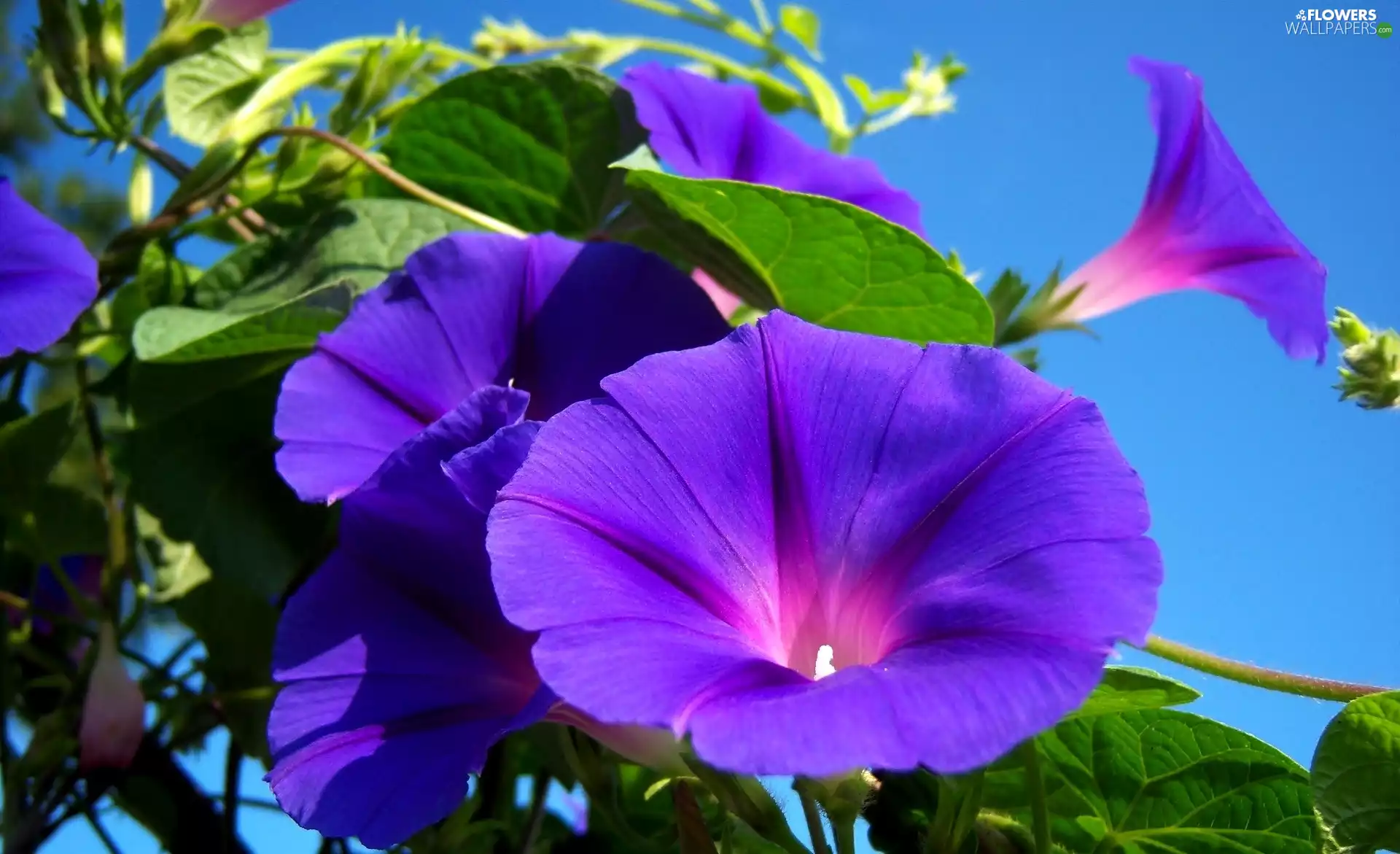 Sky, Violet, bindweed