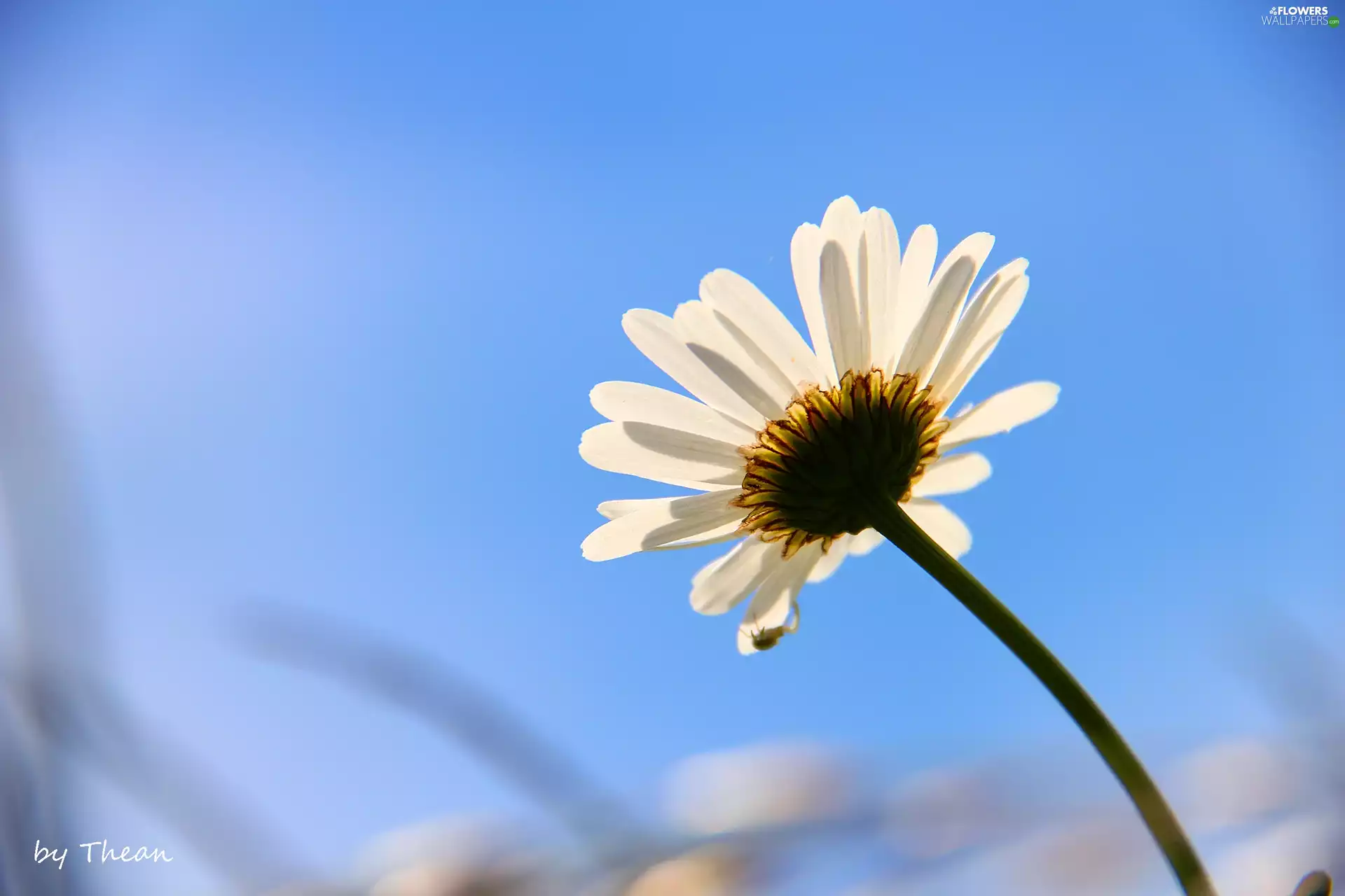 Sky, Daisy, blue