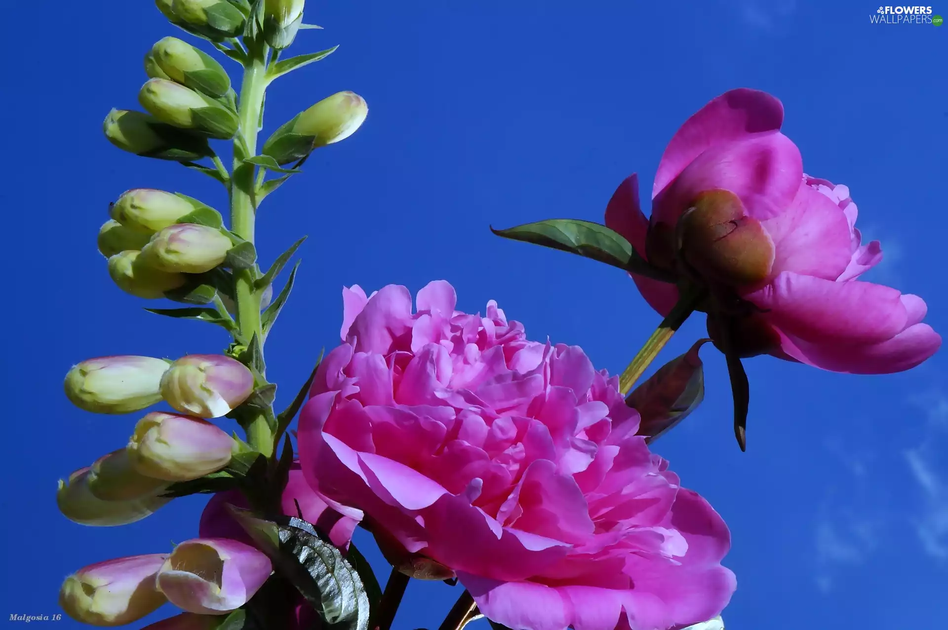 foxglove, Sky, bouquet, Peonies, Flowers