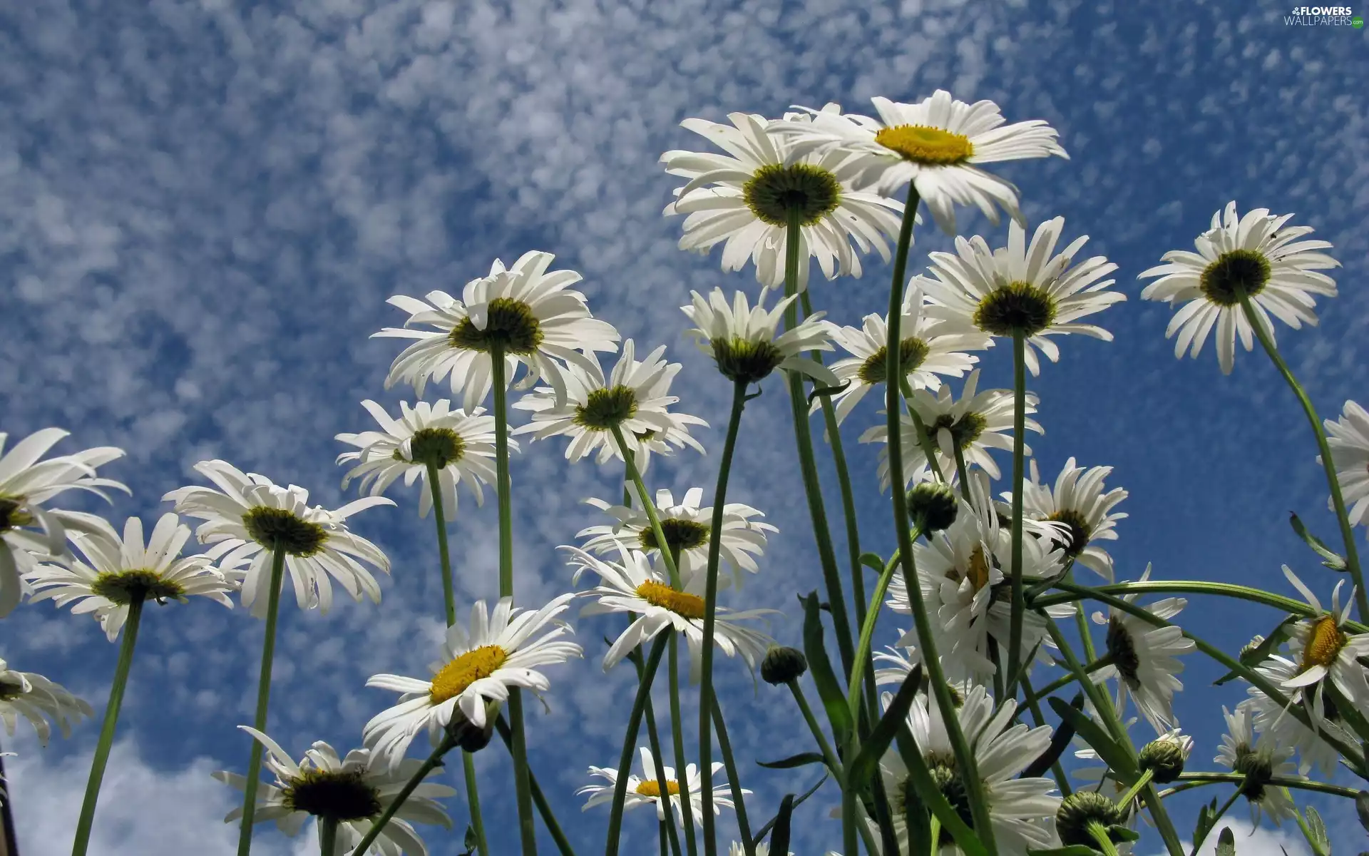 daisy, Sky