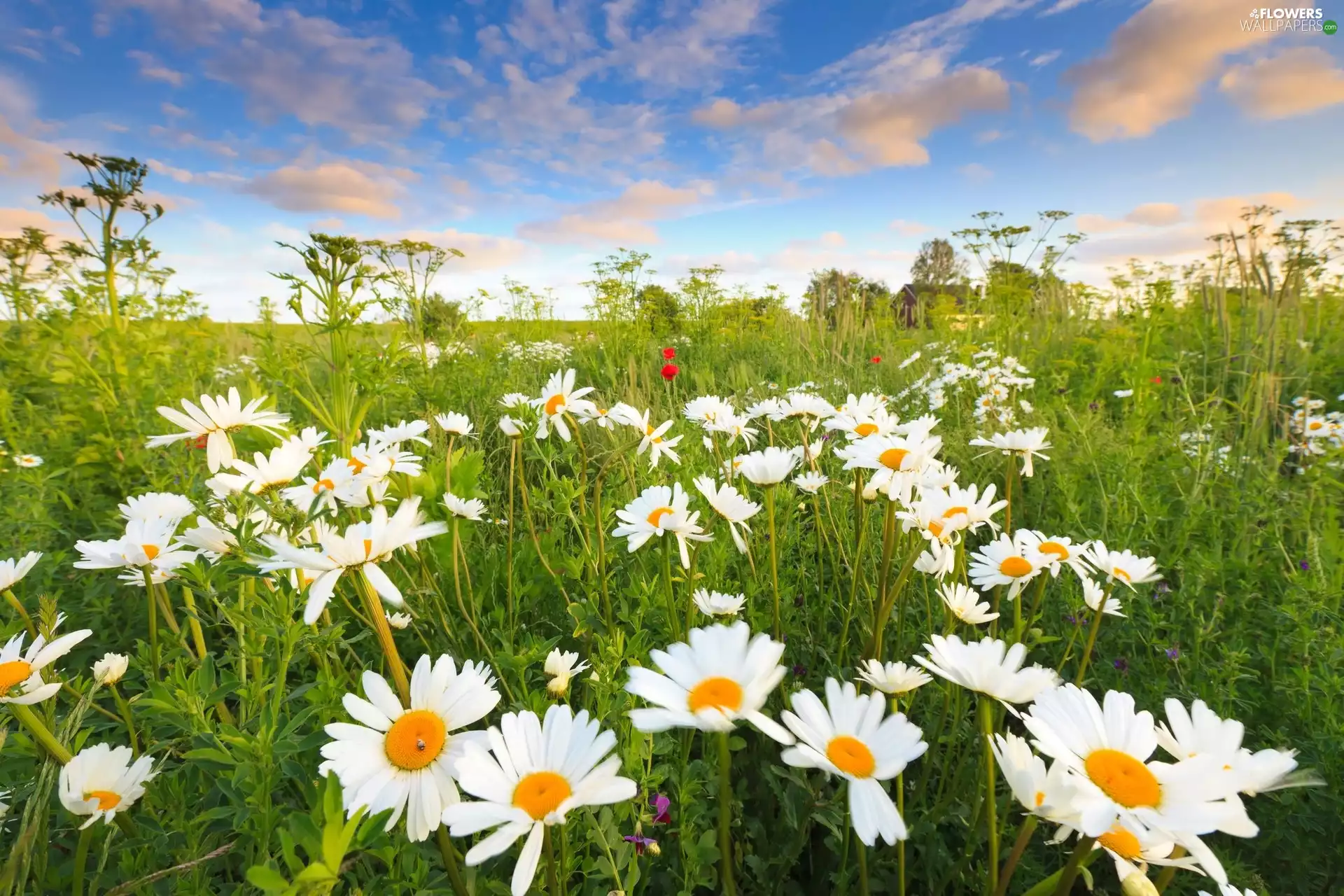 daisy, Sky