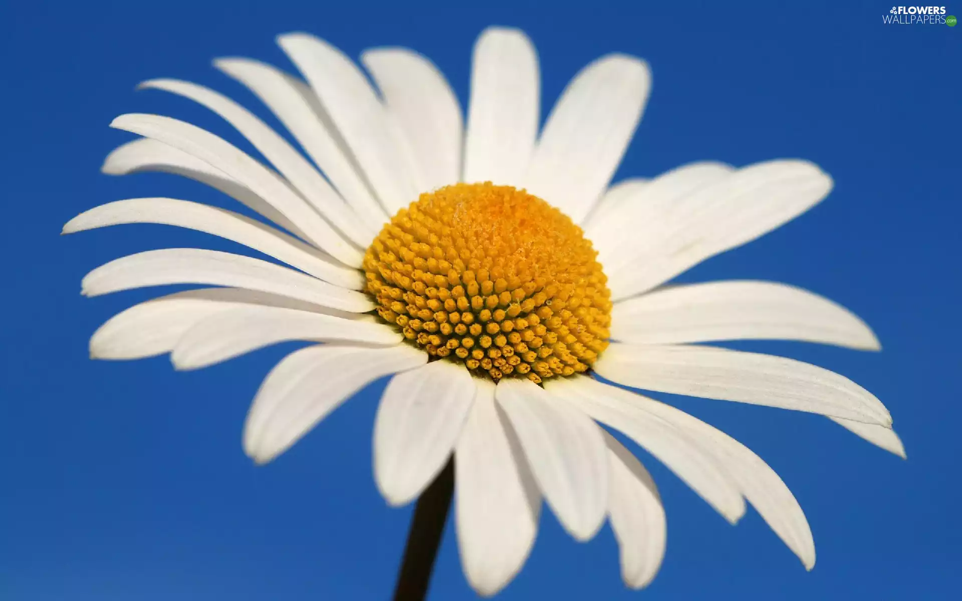 Daisy, flakes, Sky, White