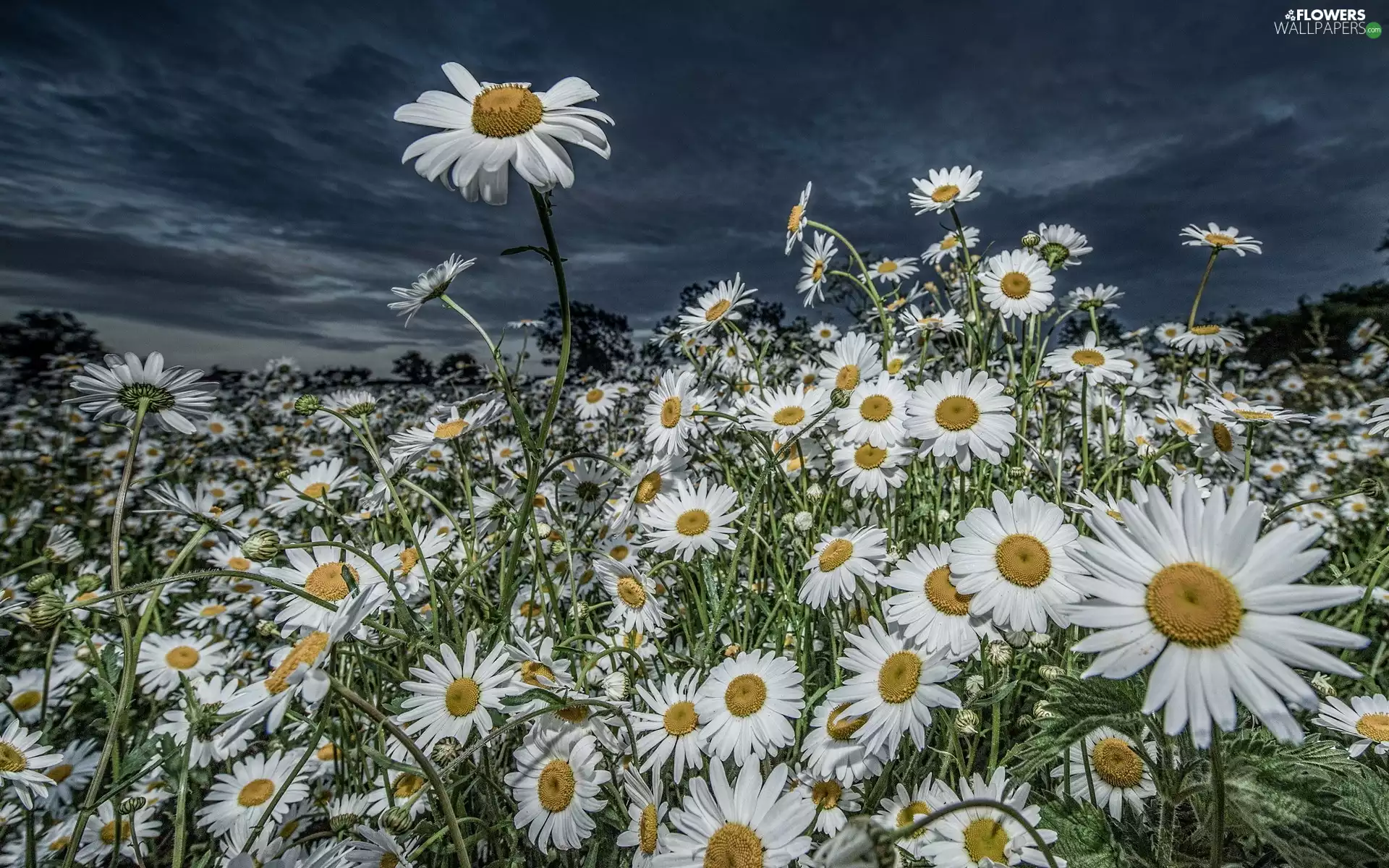 Sky, Flowers, chamomile