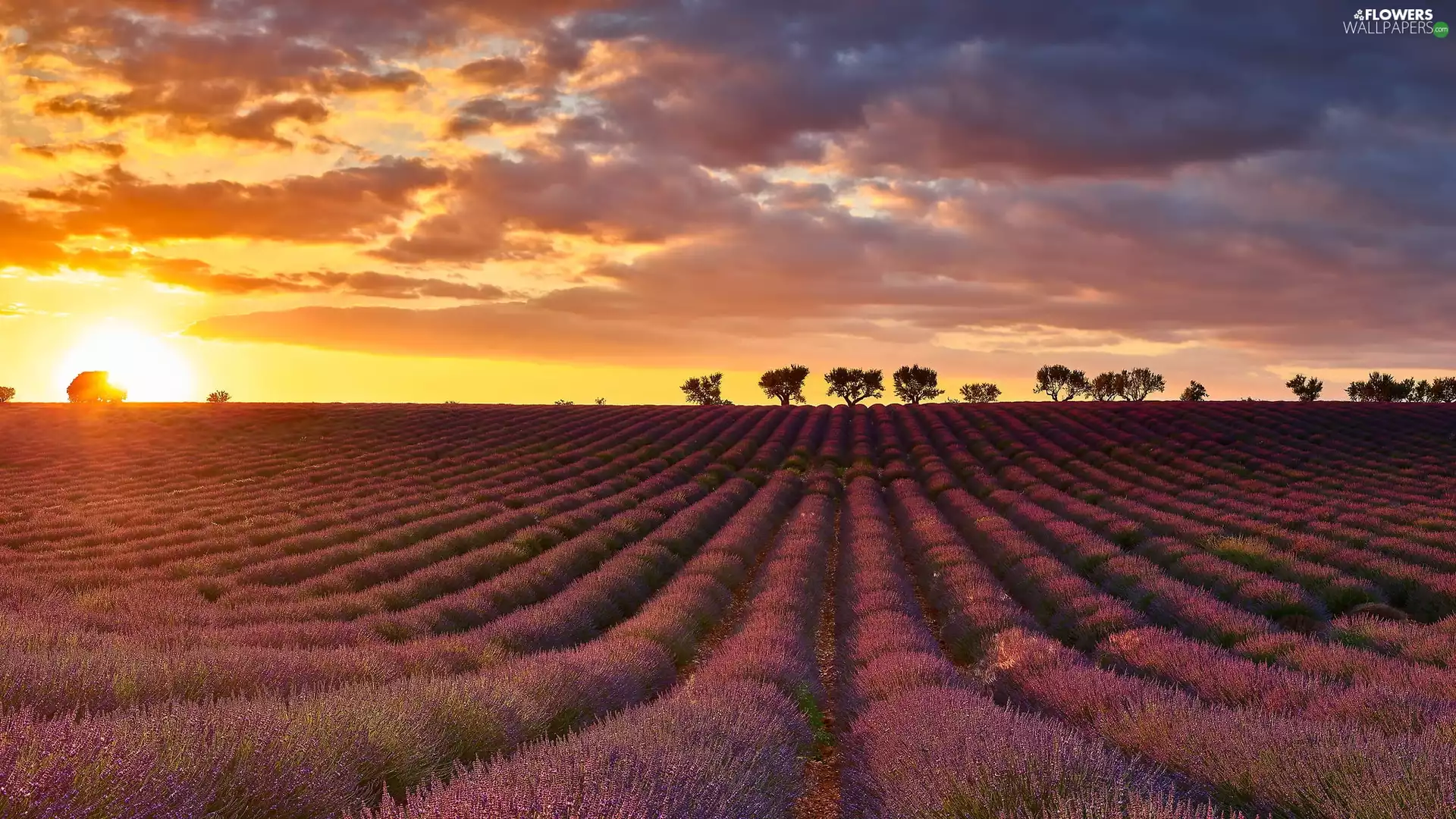 viewes, lavender, clouds, trees, Field, Great Sunsets, Sky