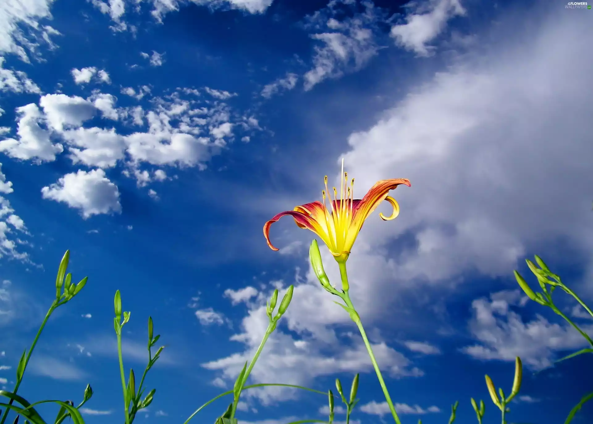 Sky, lilies, clouds
