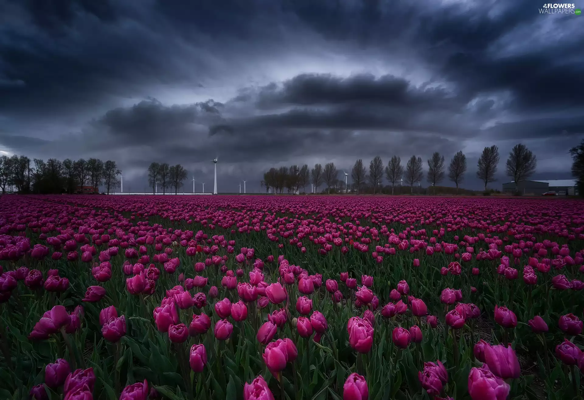 plantation, Netherlands, Clouds, Sky, Tulips, Creil Village