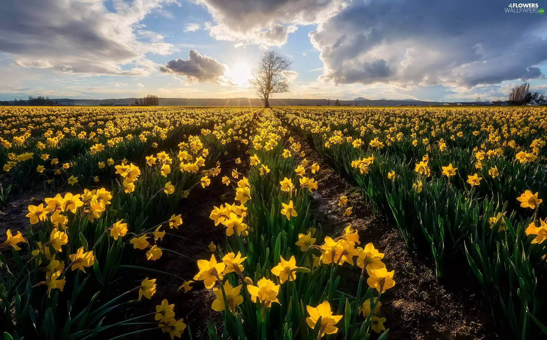 Sky, Field, rays of the Sun, Jonquil, Spring, clouds, trees