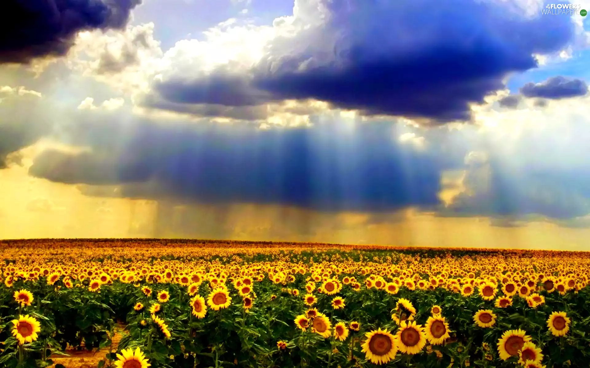 Field, Sky, clouds, Nice sunflowers