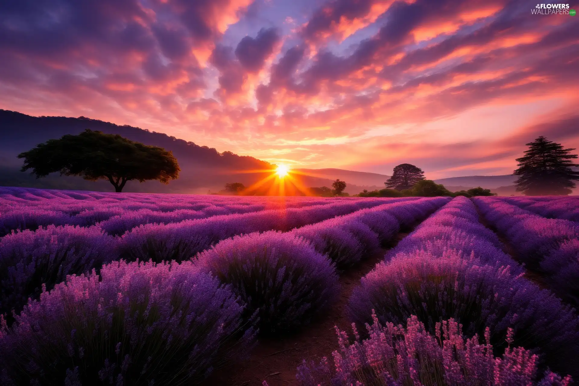 viewes, lavender, color, trees, Field, Great Sunsets, Sky