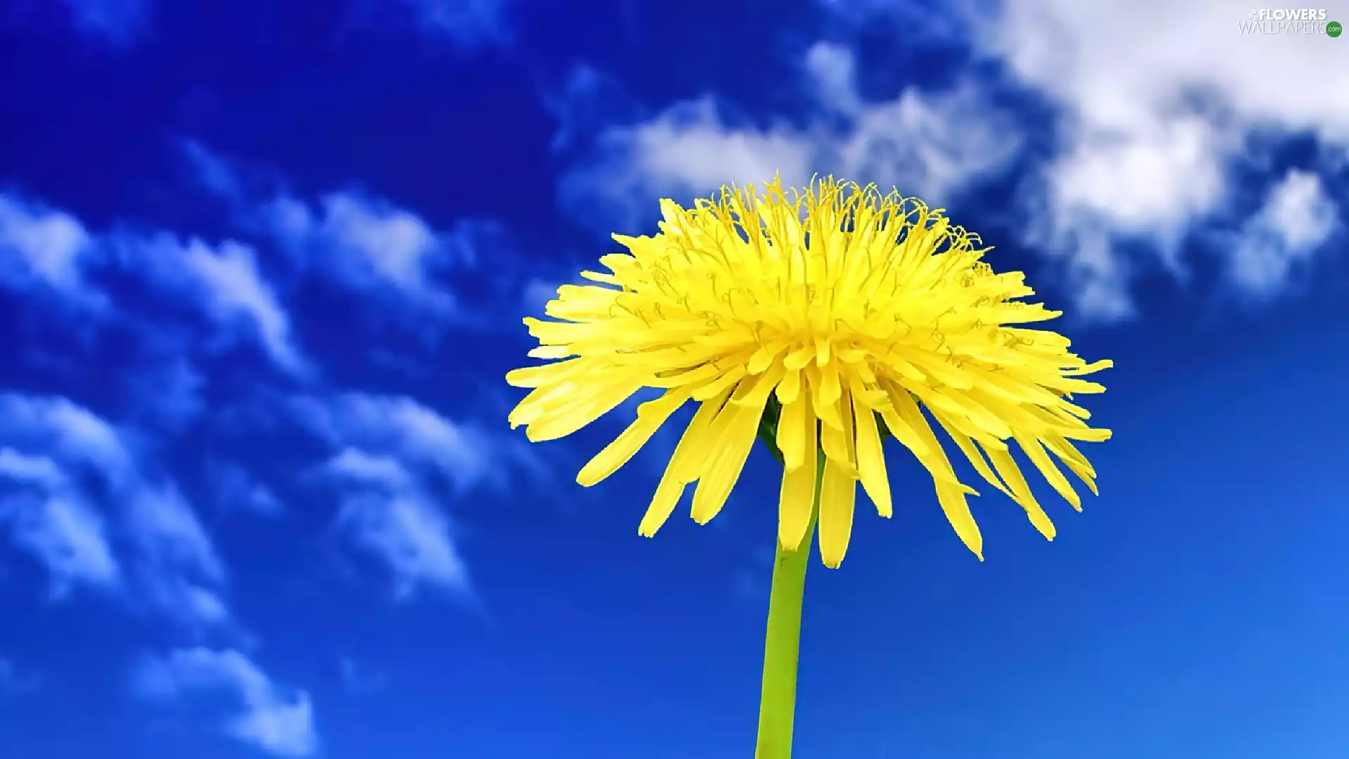 Sky, puffball, common